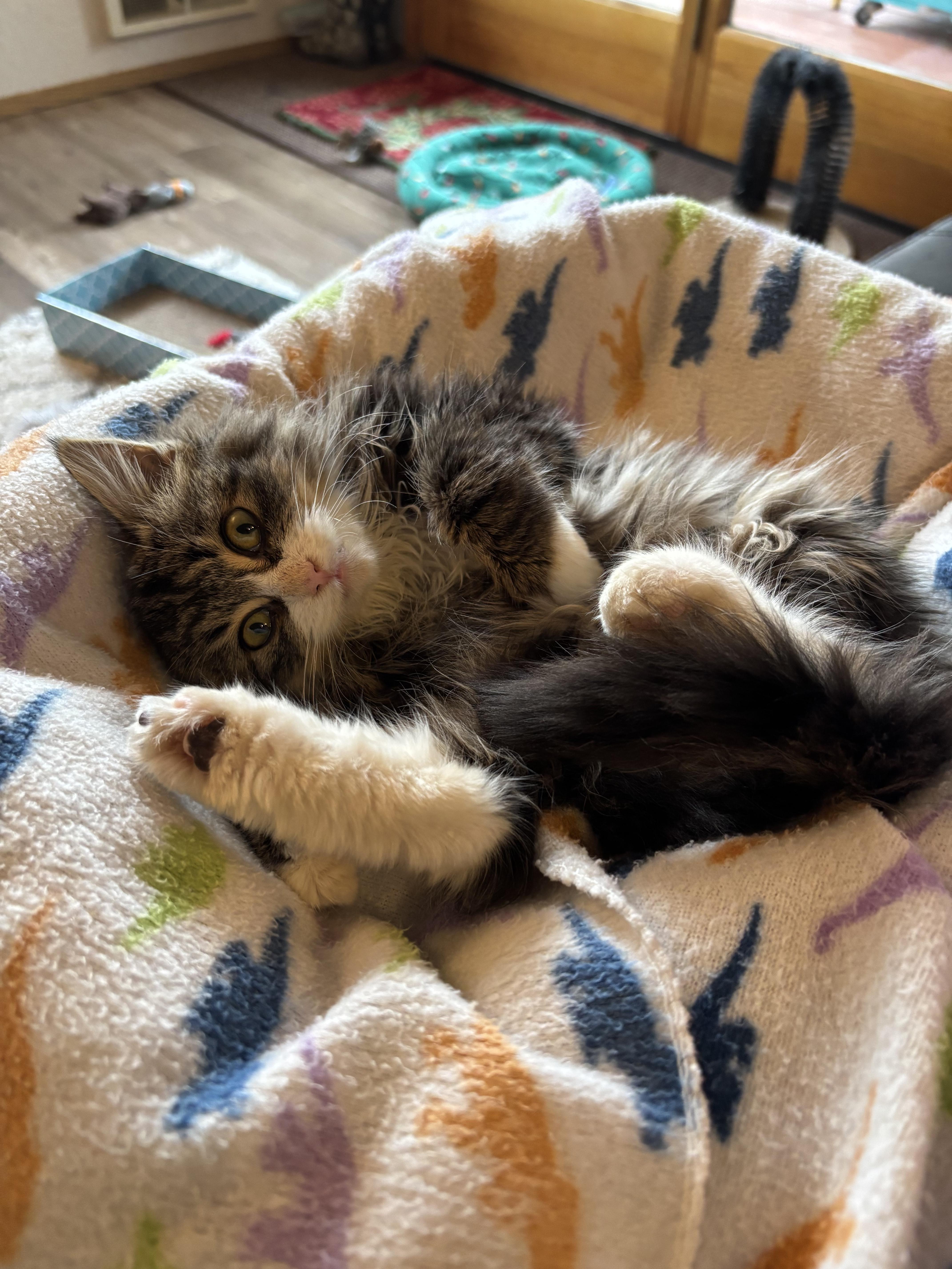 Enlarge Mochi, an adopted Domestic Long Hair in Renton, WA image 5/5