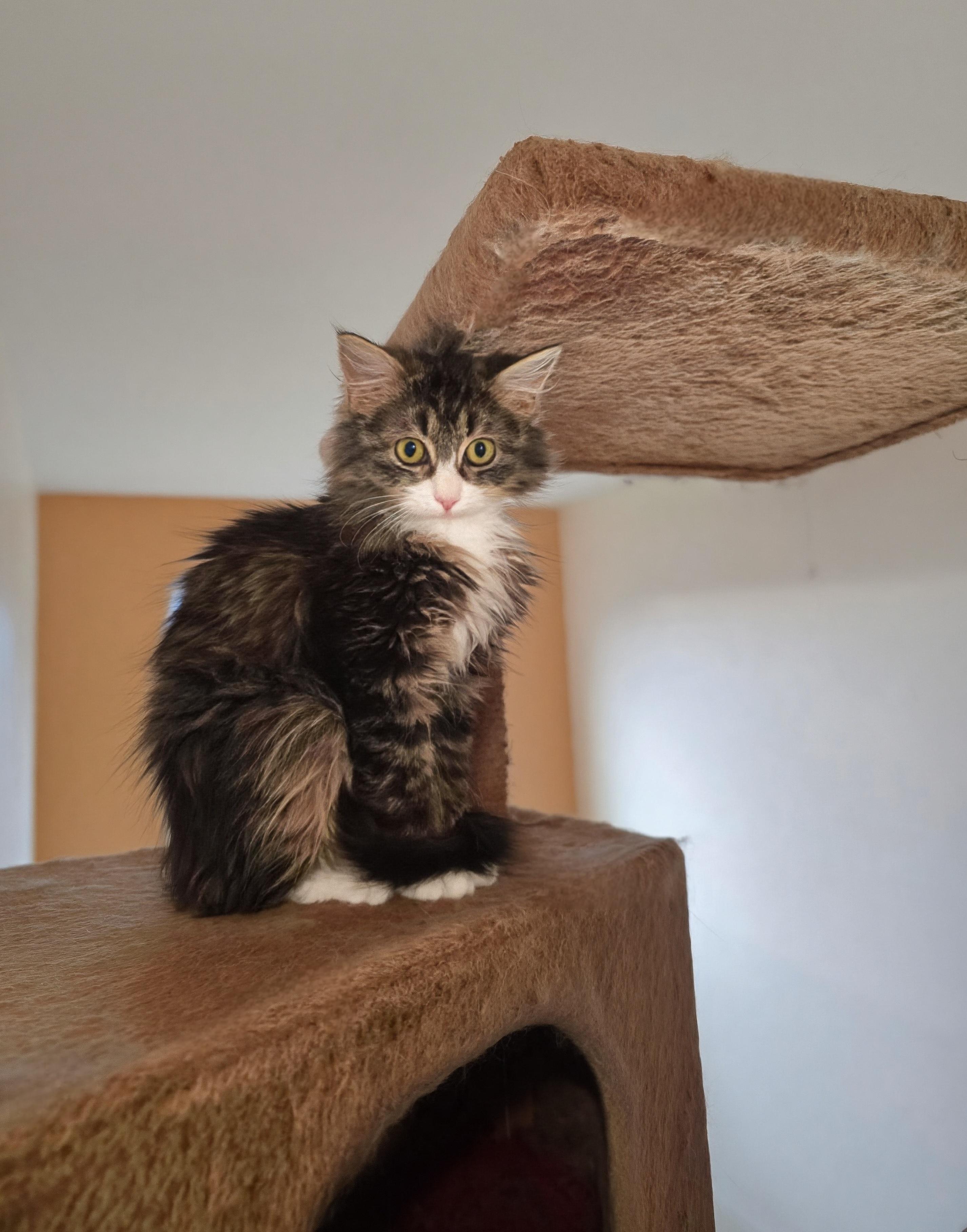 Enlarge Mochi, an adopted Domestic Long Hair in Renton, WA image 4/5