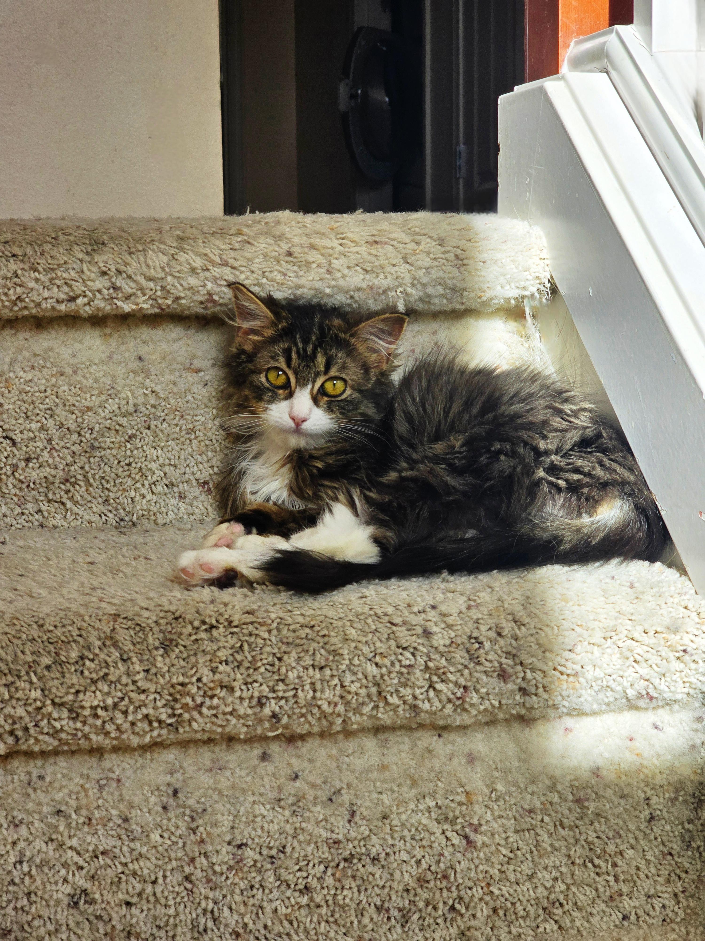 Enlarge Mochi, an adopted Domestic Long Hair in Renton, WA image 3/5