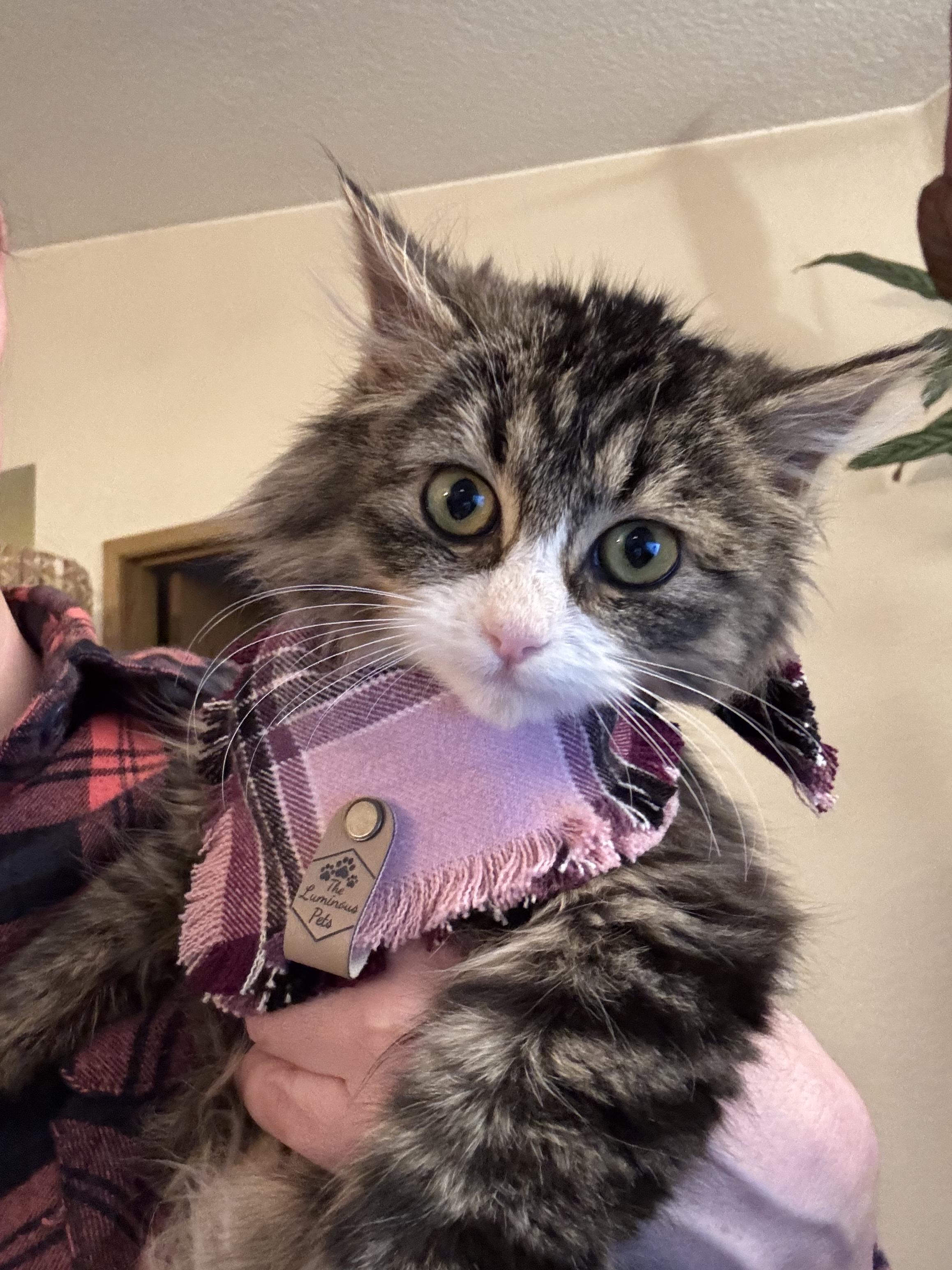 Enlarge Mochi, an adopted Domestic Long Hair in Renton, WA image 1/5