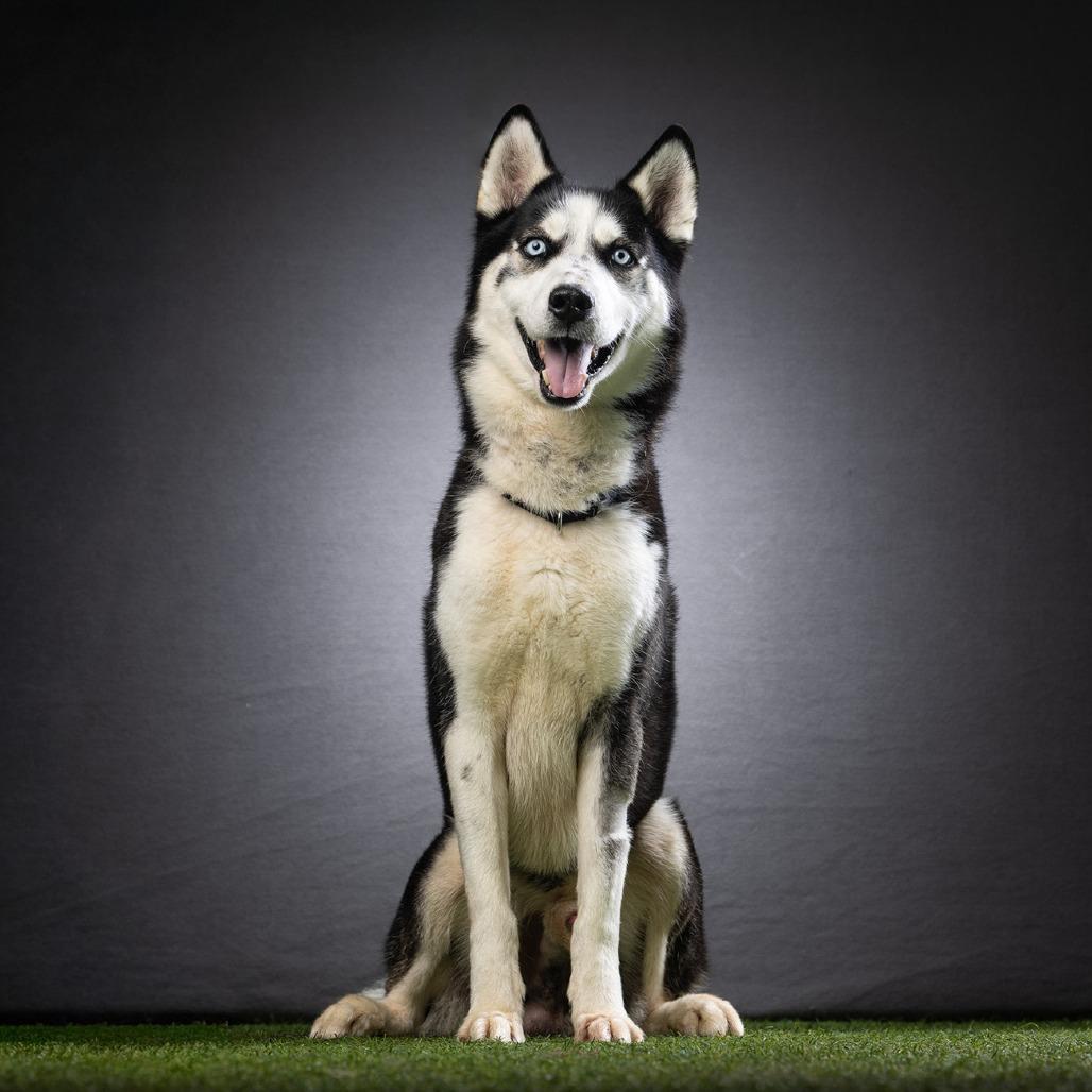 Enlarge Enoch, a Adoptable mixed breed in Jupiter, FL image 1/6