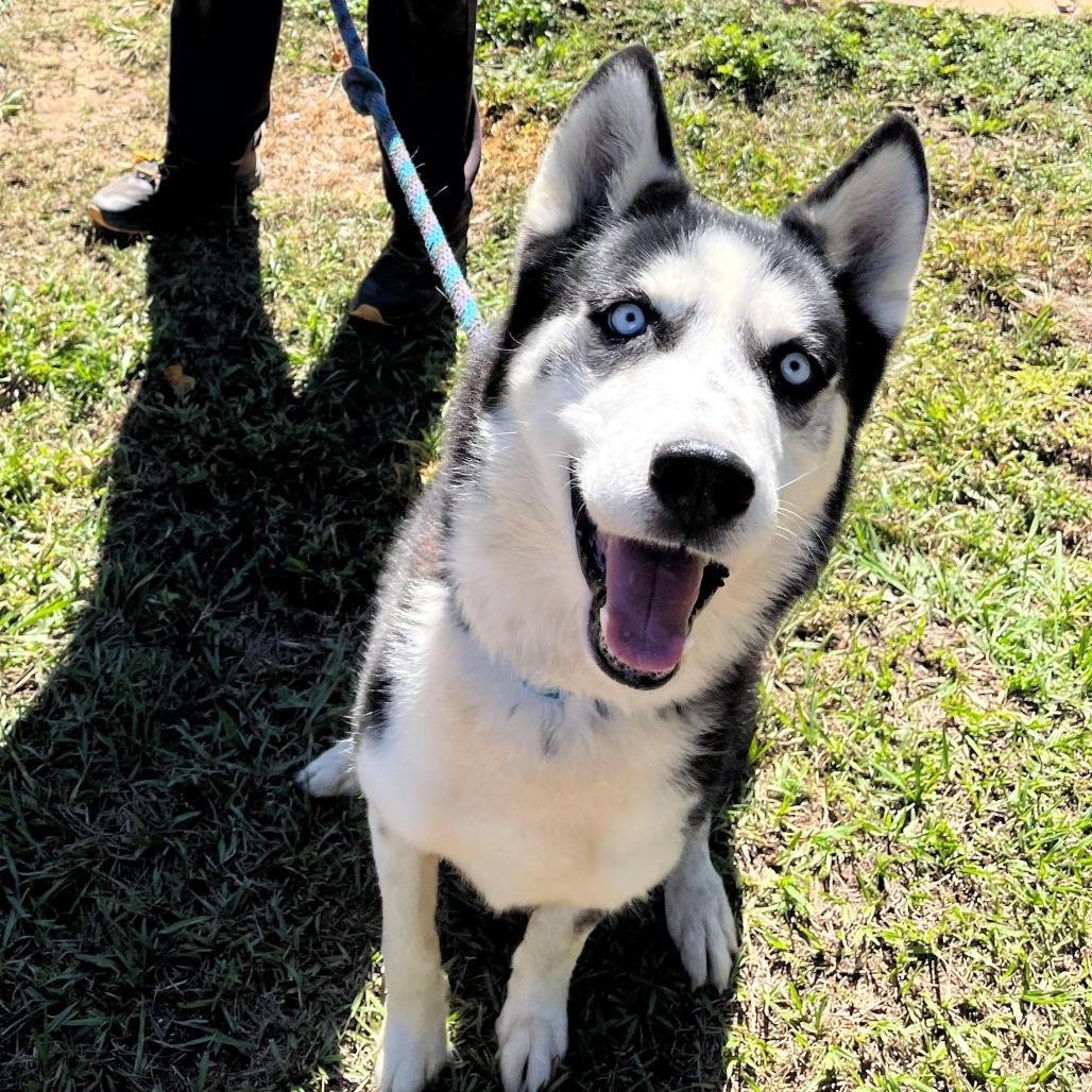 Enlarge Enoch, a Adoptable mixed breed in Jupiter, FL image 2/6