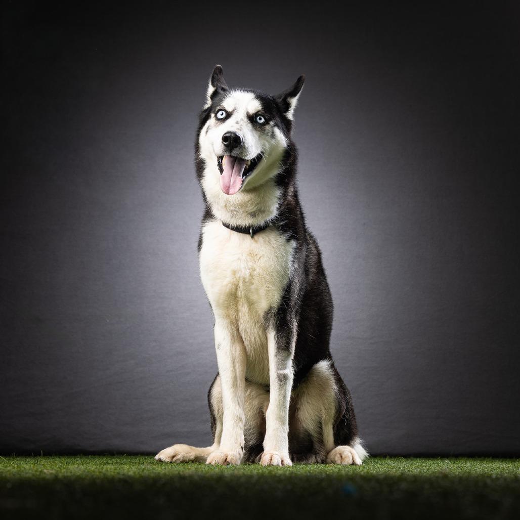 Enlarge Enoch, a Adoptable mixed breed in Jupiter, FL image 2/6