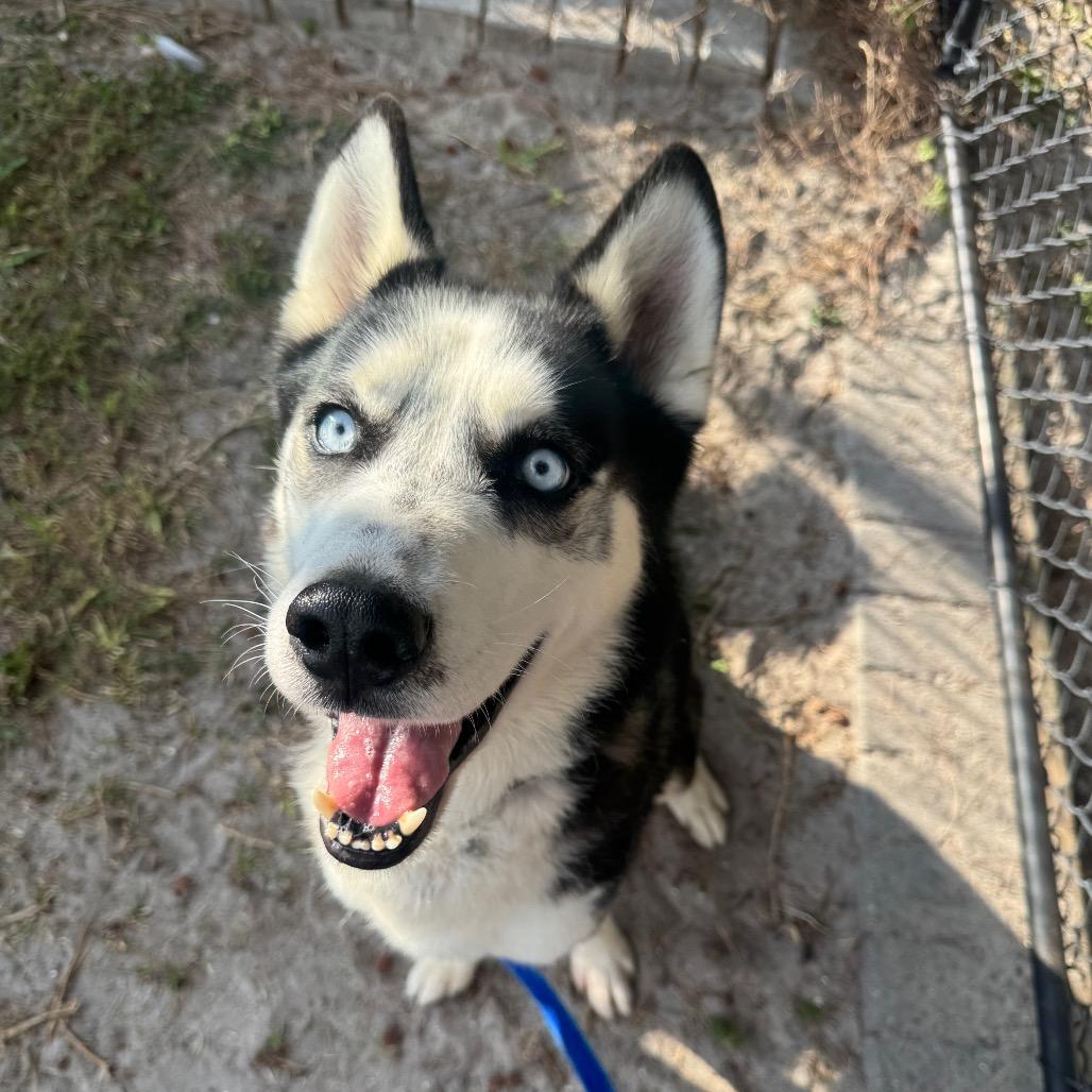 Enoch — thumbnail 4