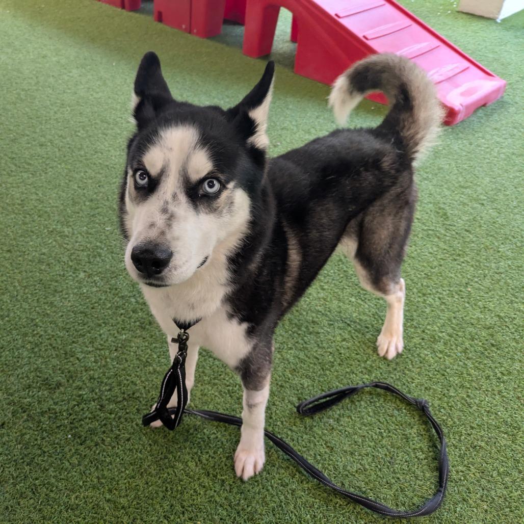 Enlarge Enoch, a Adoptable mixed breed in Jupiter, FL image 4/6