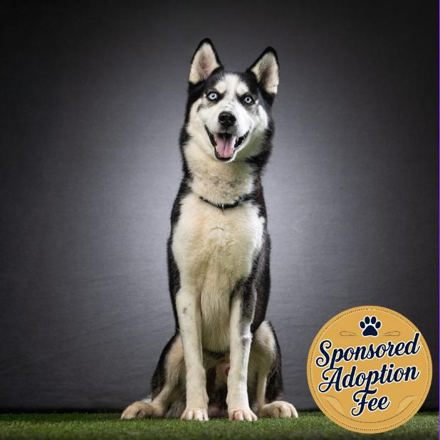 Enlarge Enoch, a Adoptable mixed breed in Jupiter, FL image 5/6