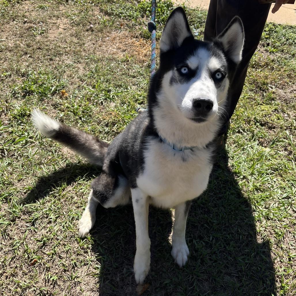 Enlarge Enoch, a Adoptable mixed breed in Jupiter, FL image 6/6