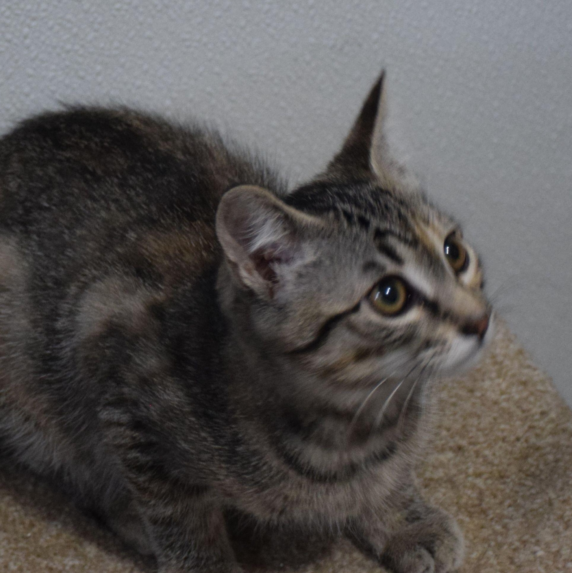 Peanut, Adoptable, Young Female Tabby.