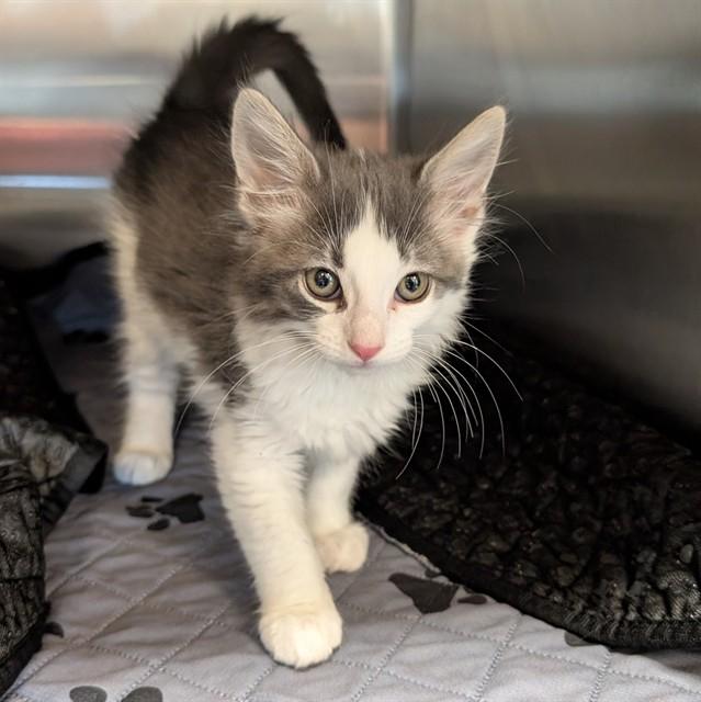 Enlarge Huggy Wuggy A214934, an adopted Domestic Medium Hair in Plano, TX image 1/1