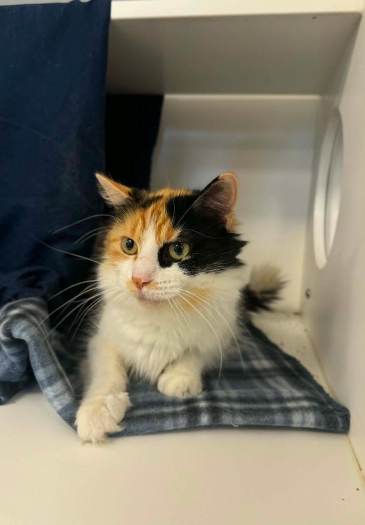Koi, a Adoptable mixed breed in Grand Forks, ND image 2/5