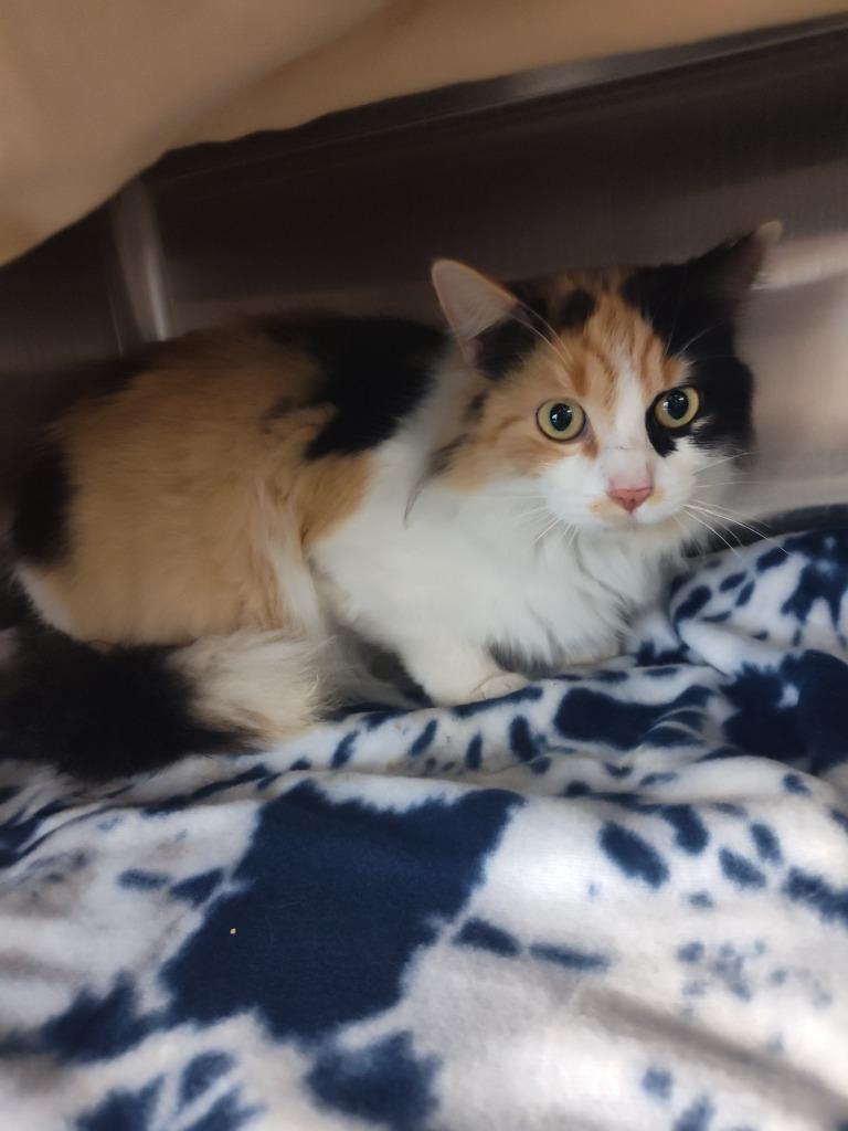 Koi, a Adoptable mixed breed in Grand Forks, ND image 4/5