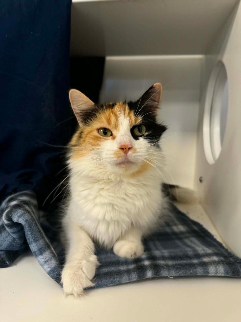 Koi, a Adoptable mixed breed in Grand Forks, ND image 5/5