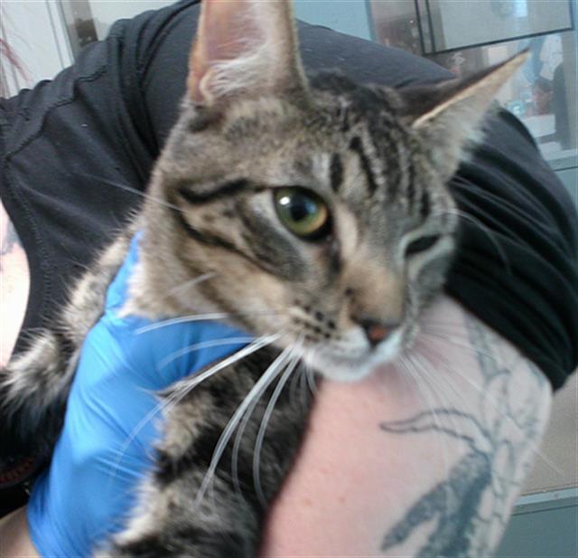 Enlarge A466885, a Adoptable Domestic Short Hair in Oklahoma City, OK image 1/1