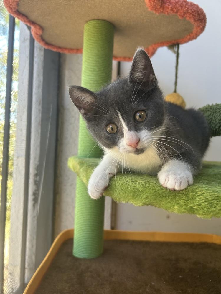 Enlarge Piper, a Adoptable Domestic Short Hair in Orlando, FL image 1/4