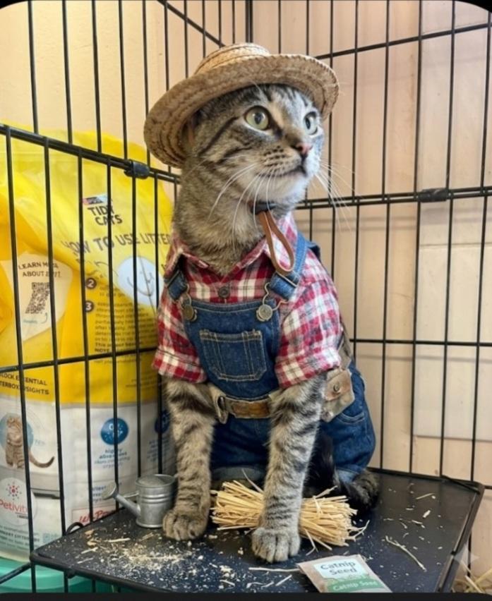 Clyde, ADOPTABLE, Adult Male Domestic Short Hair.