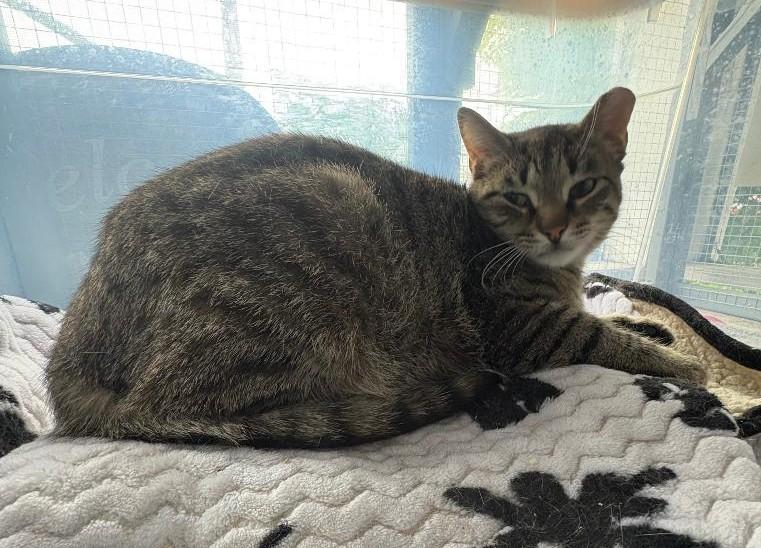 Clyde, ADOPTABLE, Young Male Domestic Short Hair.