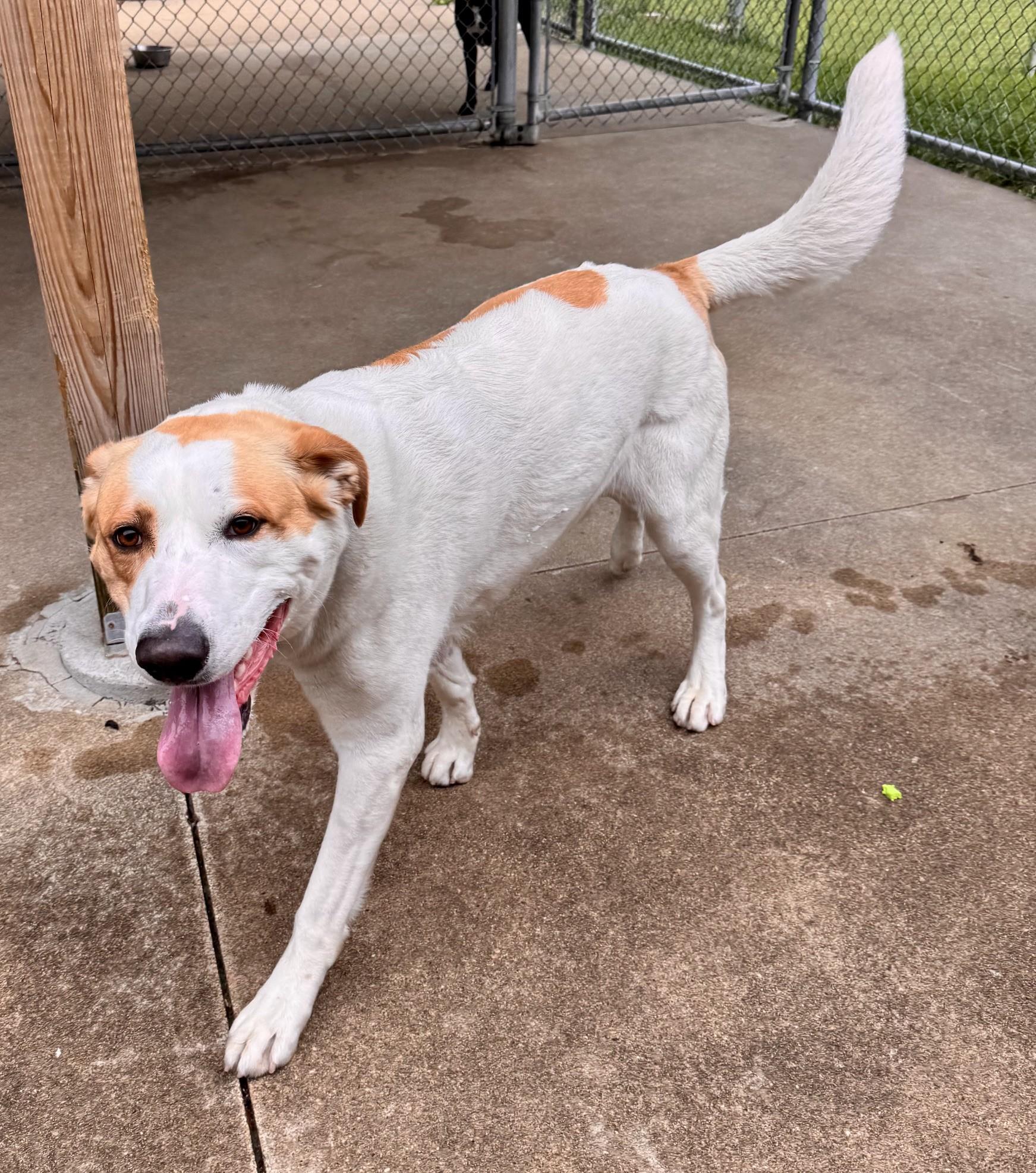 Enlarge Dough, a ADOPTABLE mixed breed in Clayville, RI image 1/1