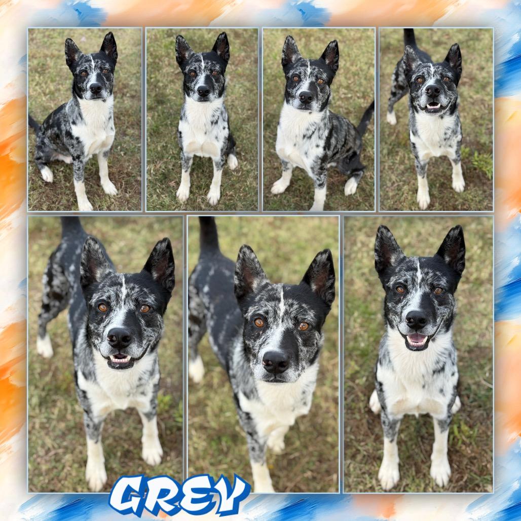 Grey, Adoptable, Adult Male Catahoula Leopard Dog & Australian Cattle Dog / Blue Heeler.
