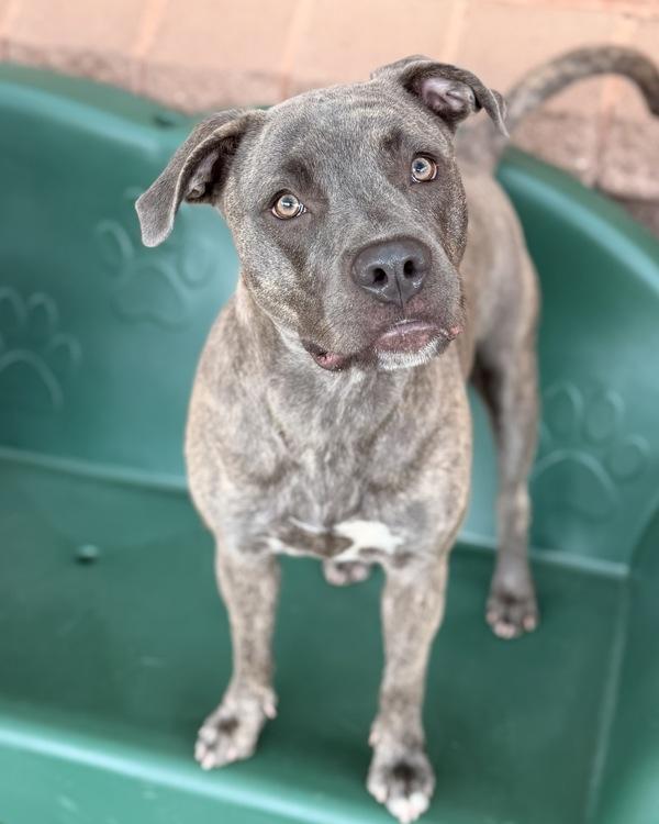 Enlarge Cassidy, a Adoptable mixed breed in Canton, GA image 1/1