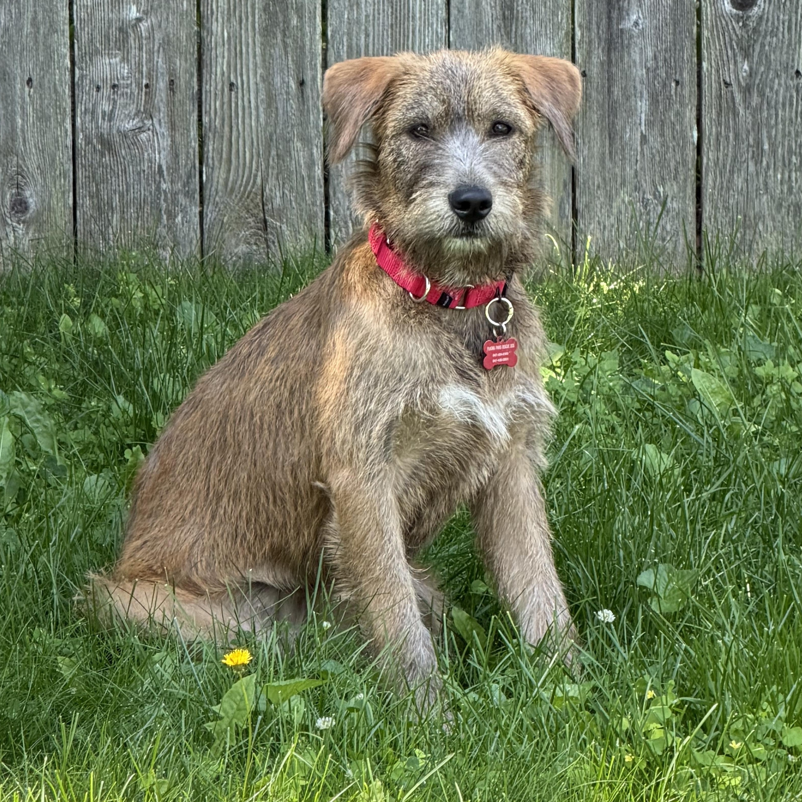 Enlarge Winnie, an adopted mixed breed in Libertyville, IL image 2/2