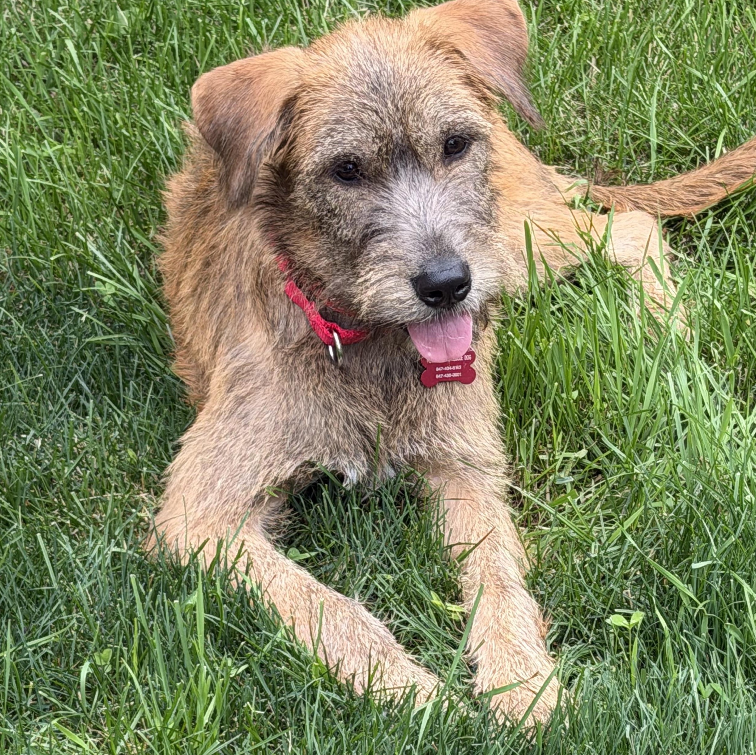 Winnie, adopted, Puppy Female Terrier.