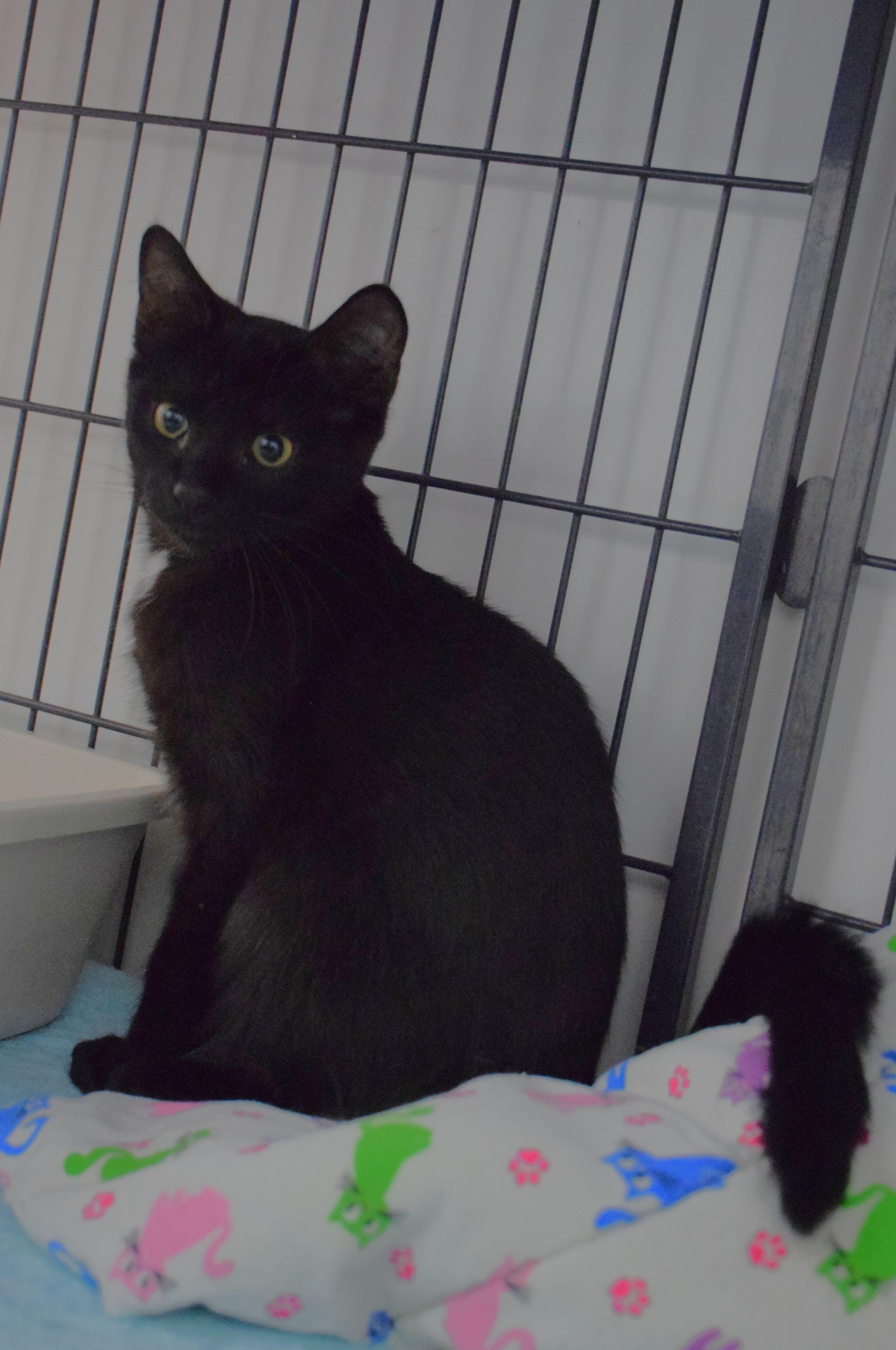 Olive, ADOPTABLE, Young Female Domestic Short Hair.