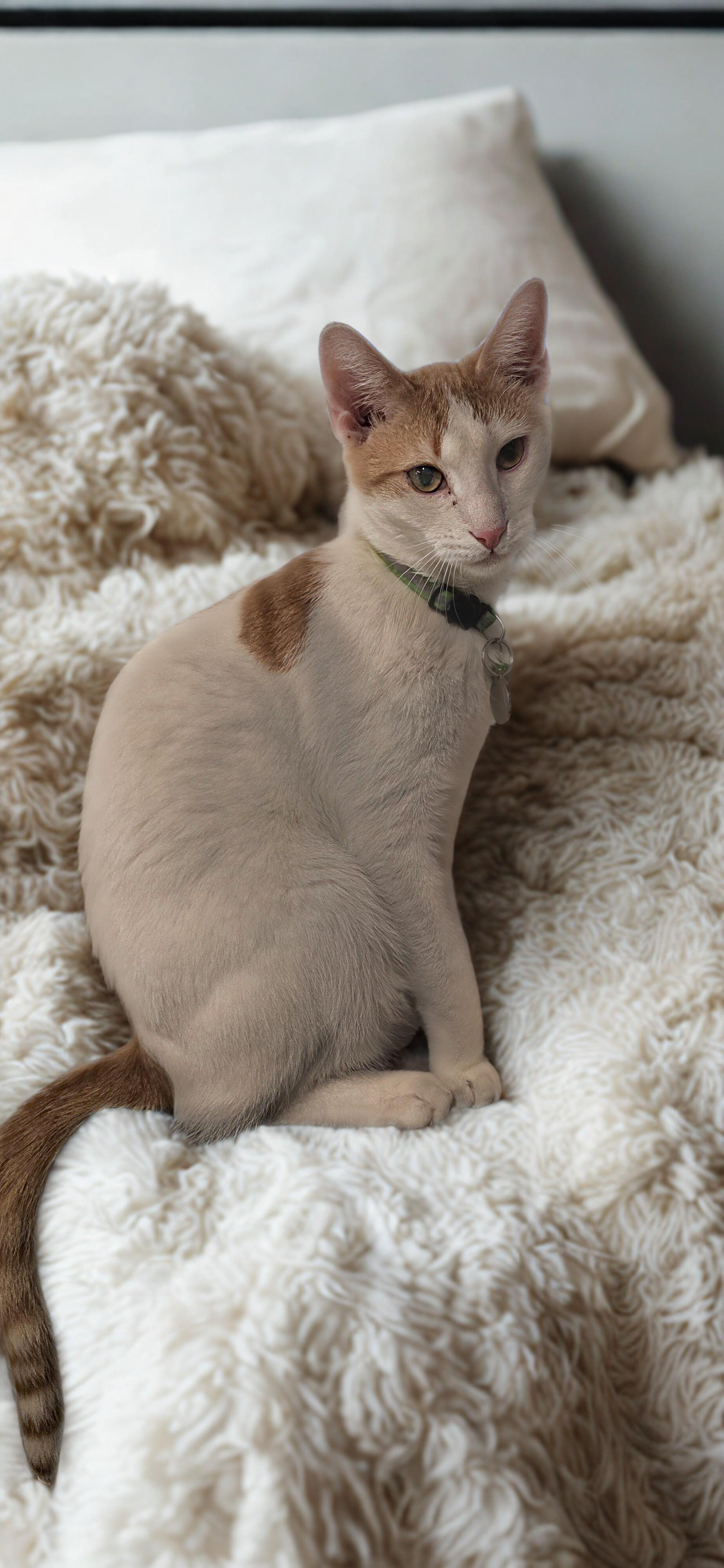 Enlarge Adopt Love x2: Meet Dallas & Denver, a Adoptable Domestic Short Hair in North Bergen, NJ image 3/4