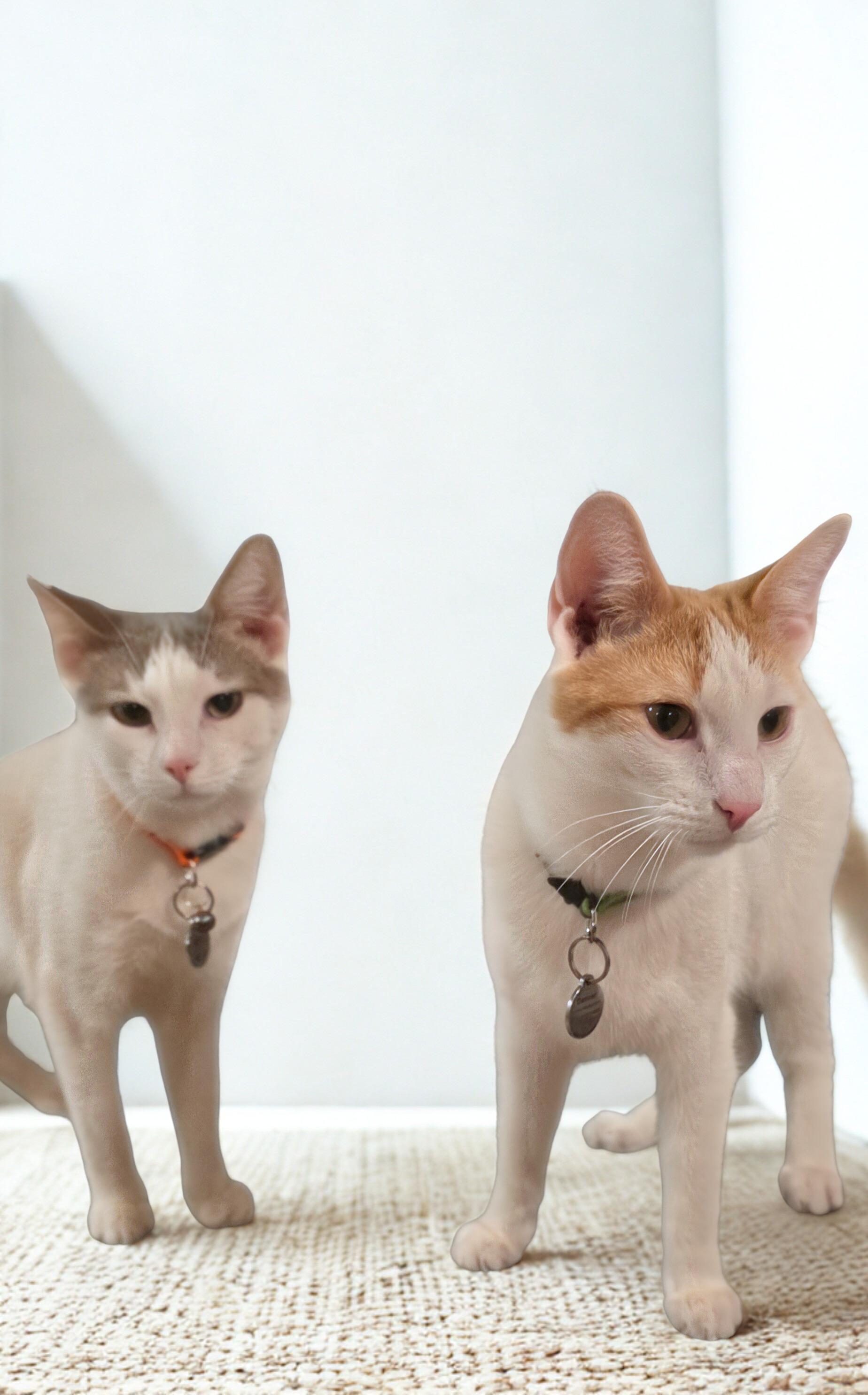 Enlarge Adopt Love x2: Meet Dallas & Denver, a Adoptable Domestic Short Hair in North Bergen, NJ image 4/4