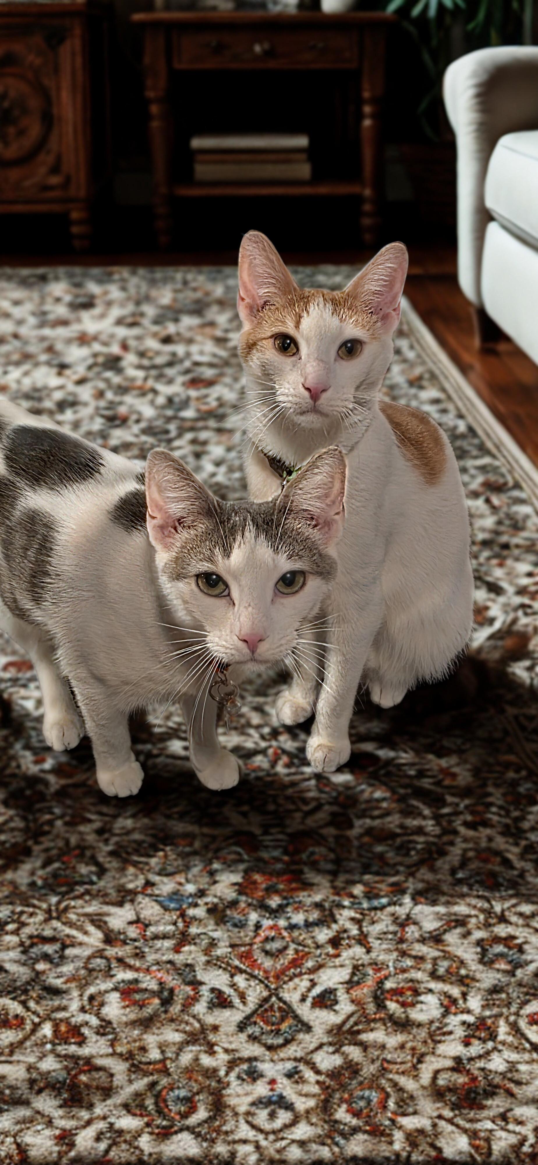 Adopt Love x2: Meet Dallas & Denver, Adoptable, Young Male Domestic Short Hair.