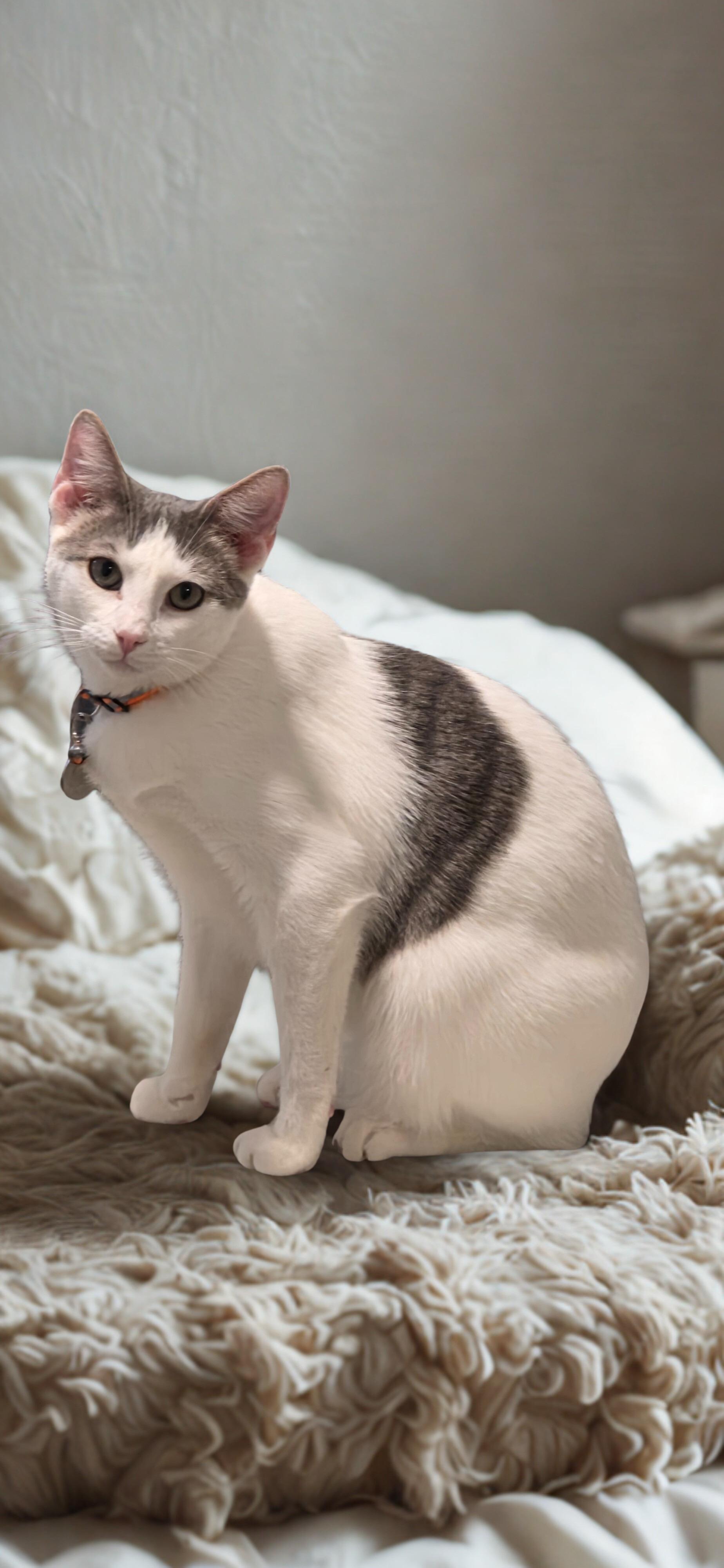 Enlarge Adopt Love x2: Meet Dallas & Denver, a Adoptable Domestic Short Hair in North Bergen, NJ image 2/4