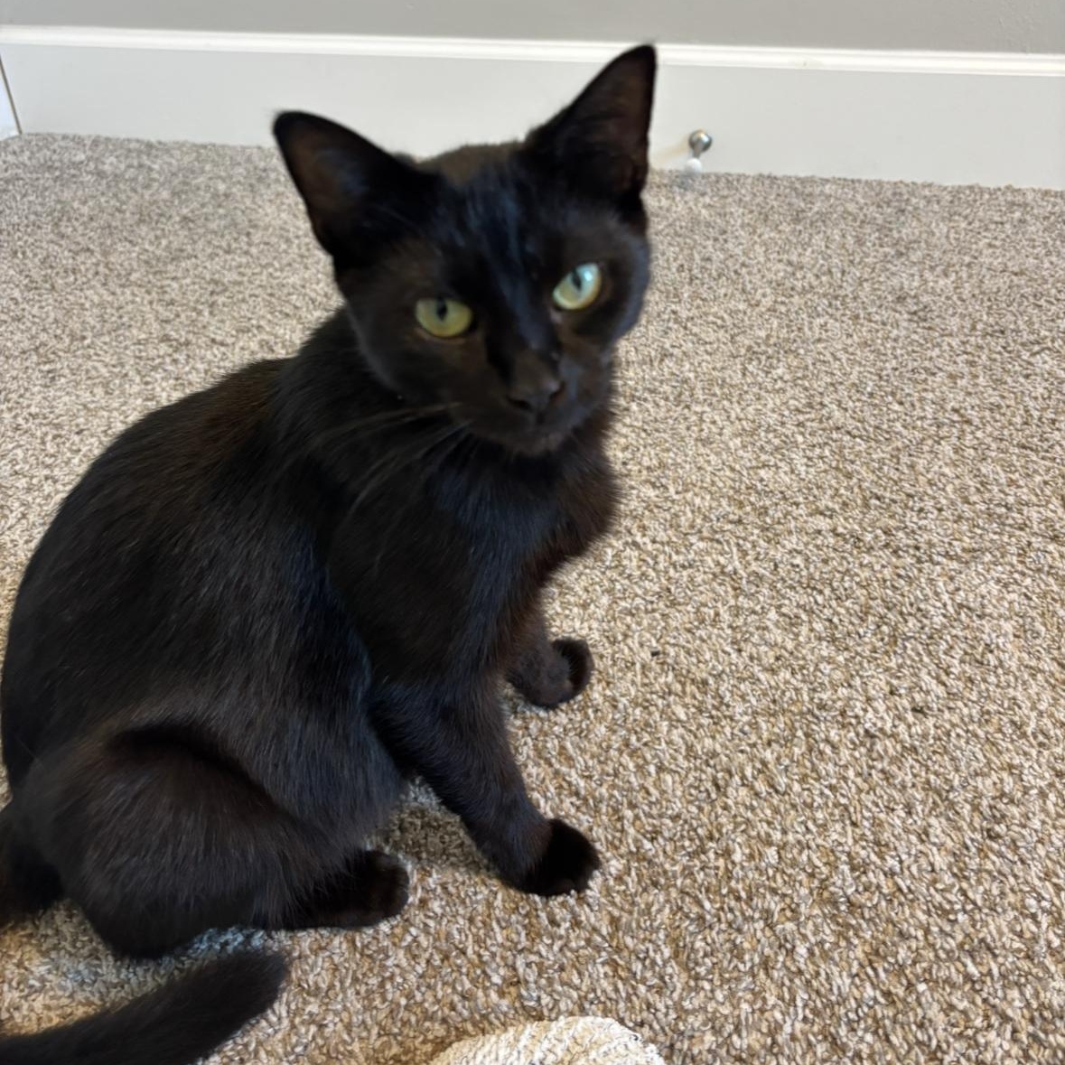 Serena, a Adoptable Domestic Short Hair in Albany, NY image 4/6