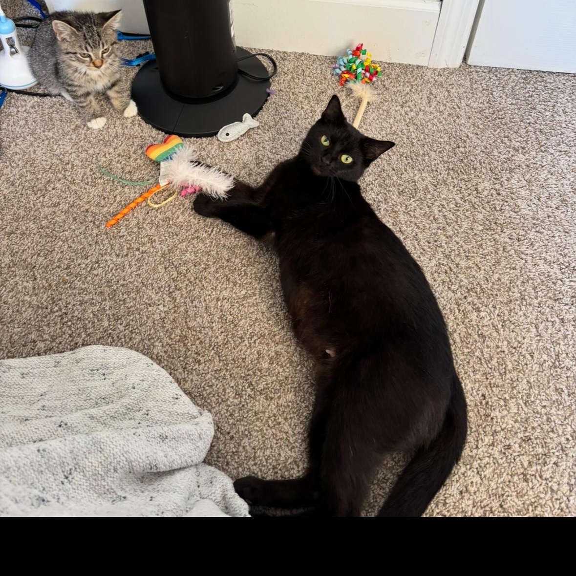 Serena, a Adoptable Domestic Short Hair in Albany, NY image 5/6