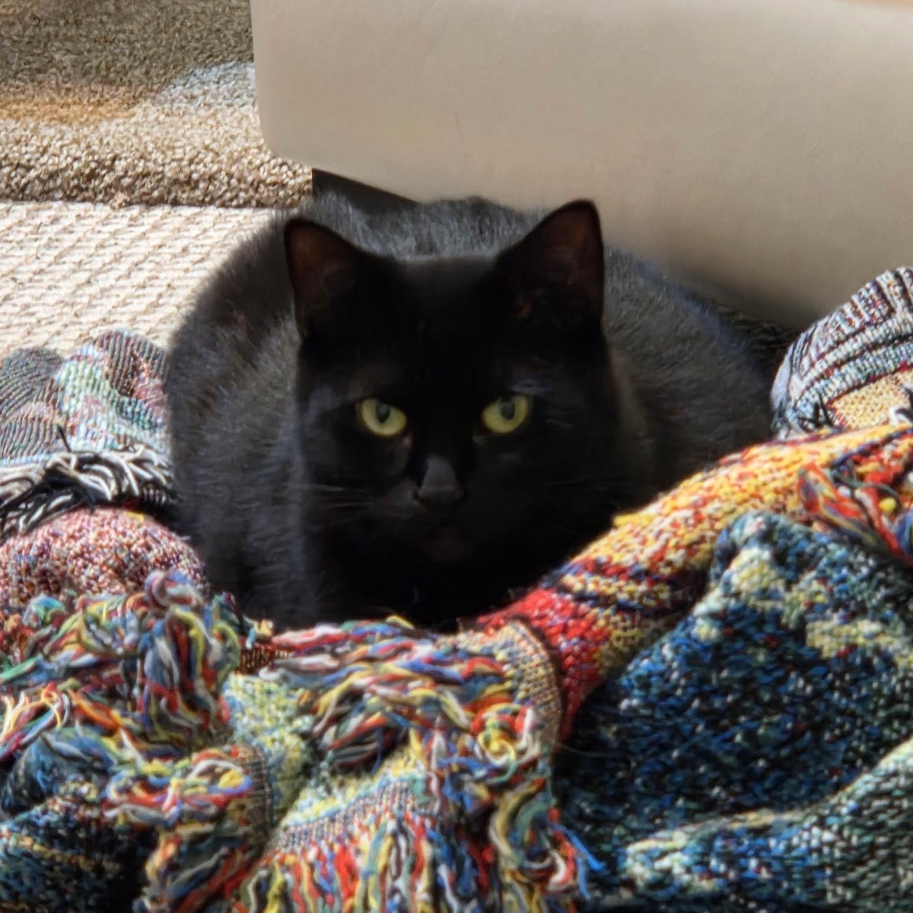 Serena, a Adoptable Domestic Short Hair in Albany, NY image 6/6