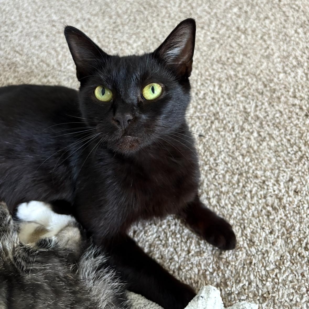 Serena, a Adoptable Domestic Short Hair in Albany, NY image 3/6
