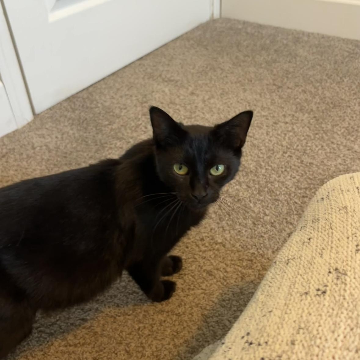 Serena — thumbnail 4