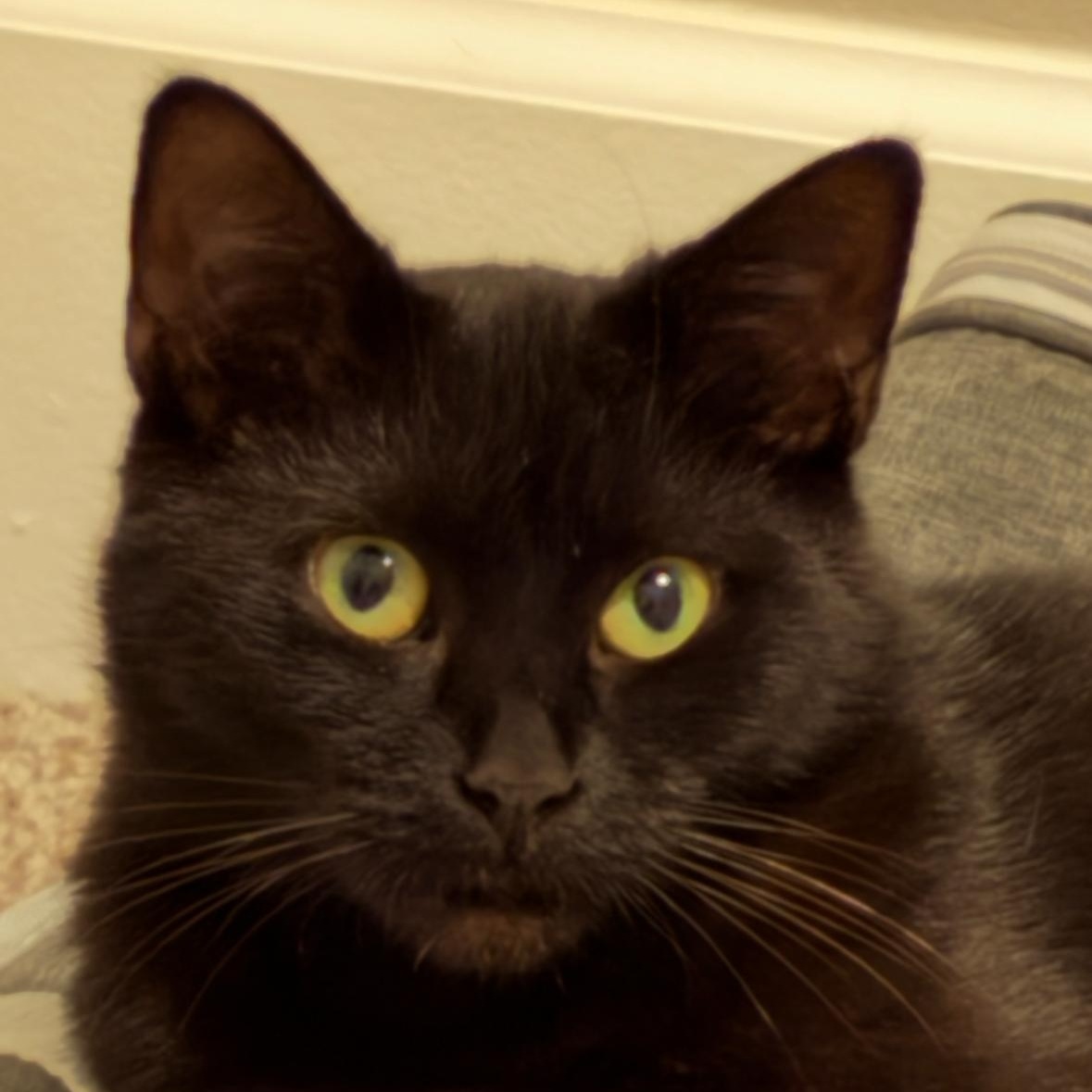 Serena, a Adoptable Domestic Short Hair in Albany, NY image 1/6