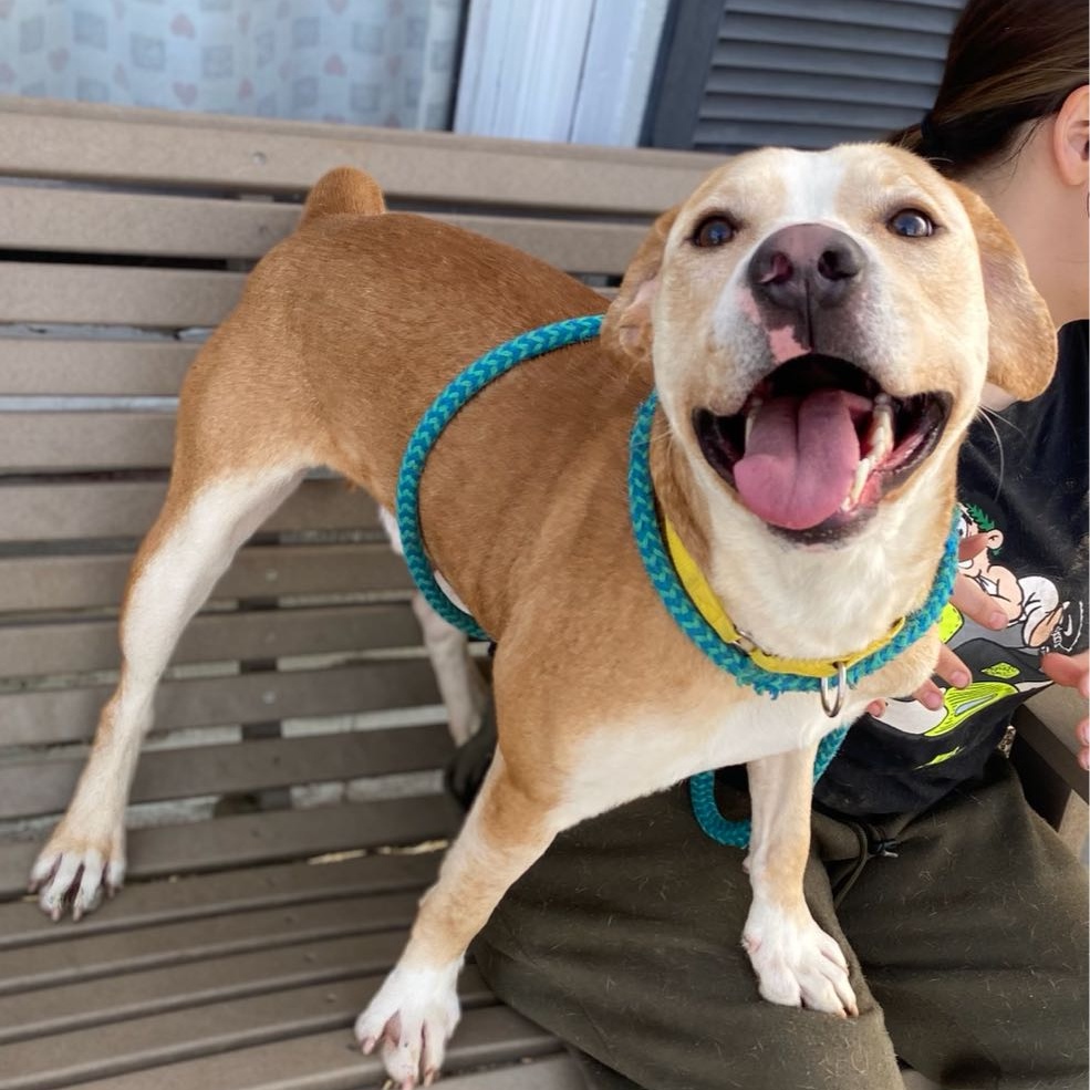 Dill Pickle, a Adoptable Mixed Breed in Youngstown, OH image 2/4