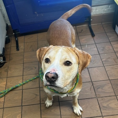 Dill Pickle, an adoptable Mixed Breed in Youngstown, OH, 44512 | Photo Image 3