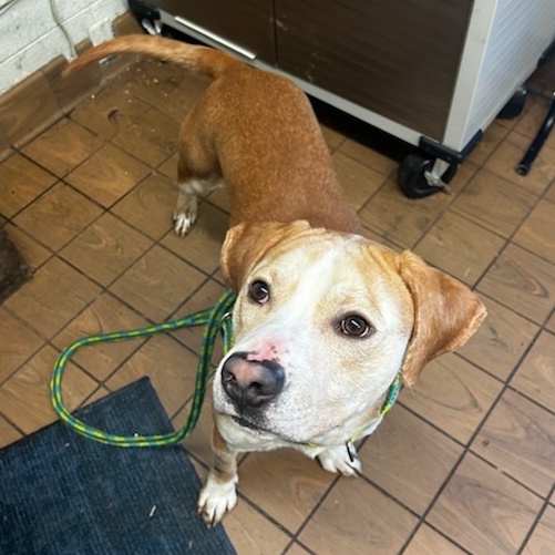 Dill Pickle, a Adoptable Mixed Breed in Youngstown, OH image 4/4