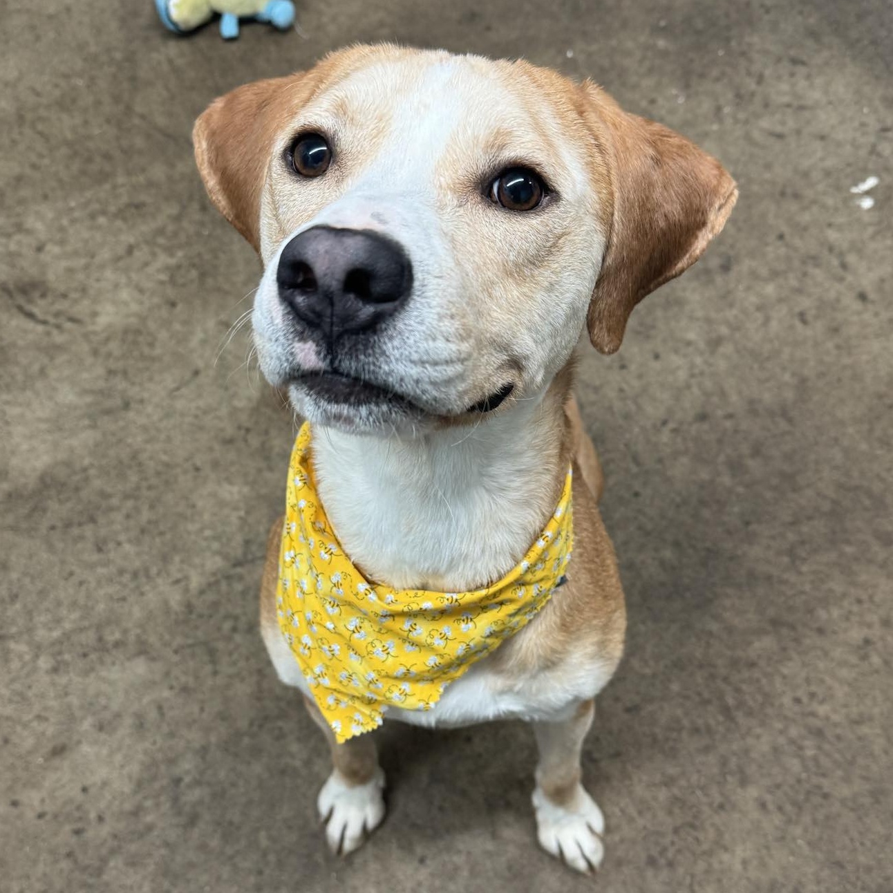 Dill Pickle, a Adoptable Mixed Breed in Youngstown, OH image 1/4