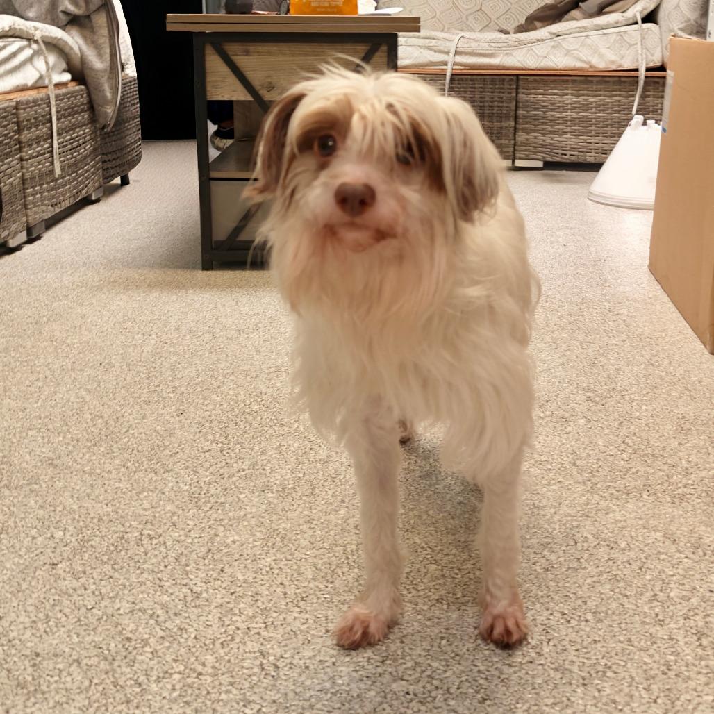 Enlarge Torbo, a Adoptable mixed breed in Long Beach, CA image 1/1