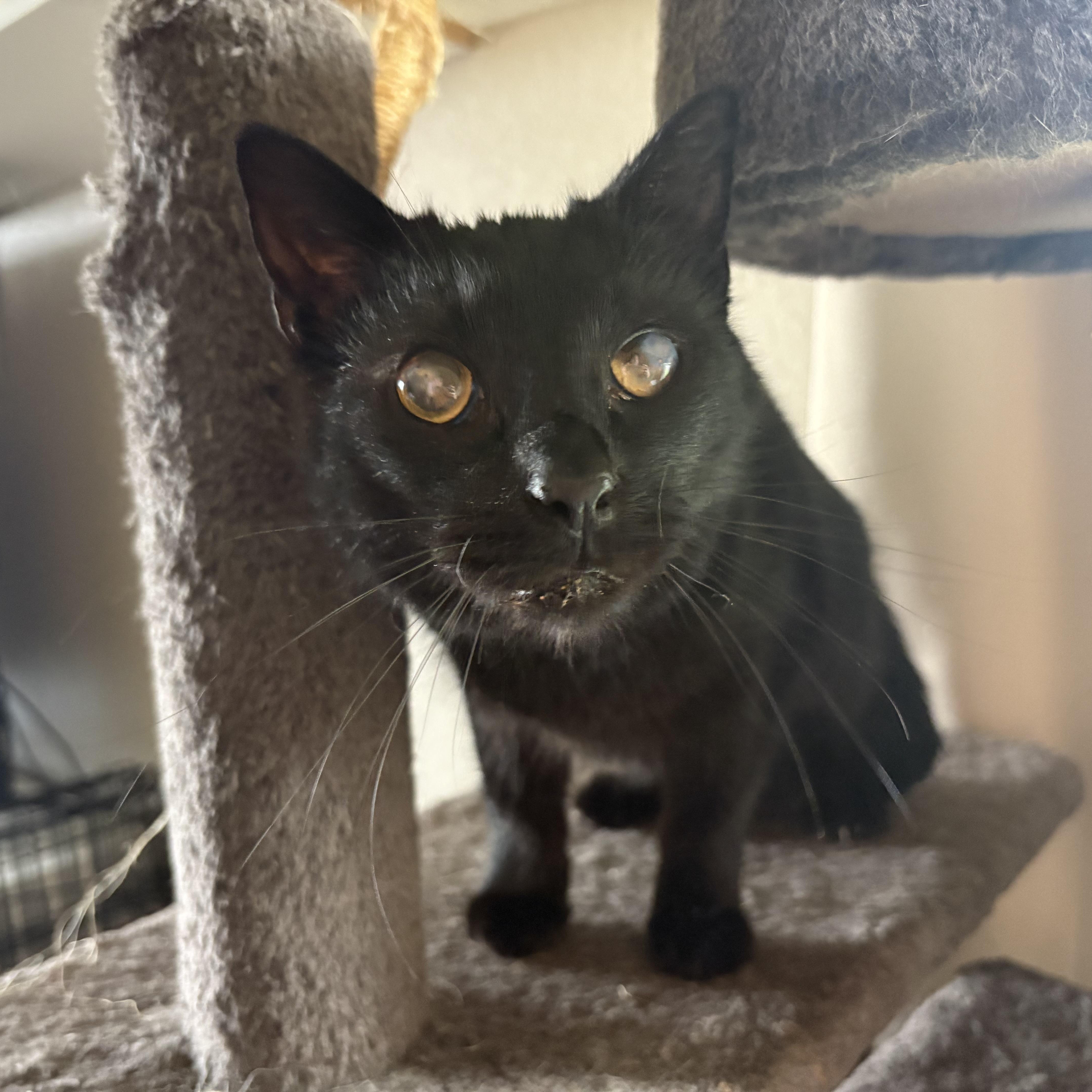 Max, ADOPTABLE, Adult Male Domestic Short Hair.
