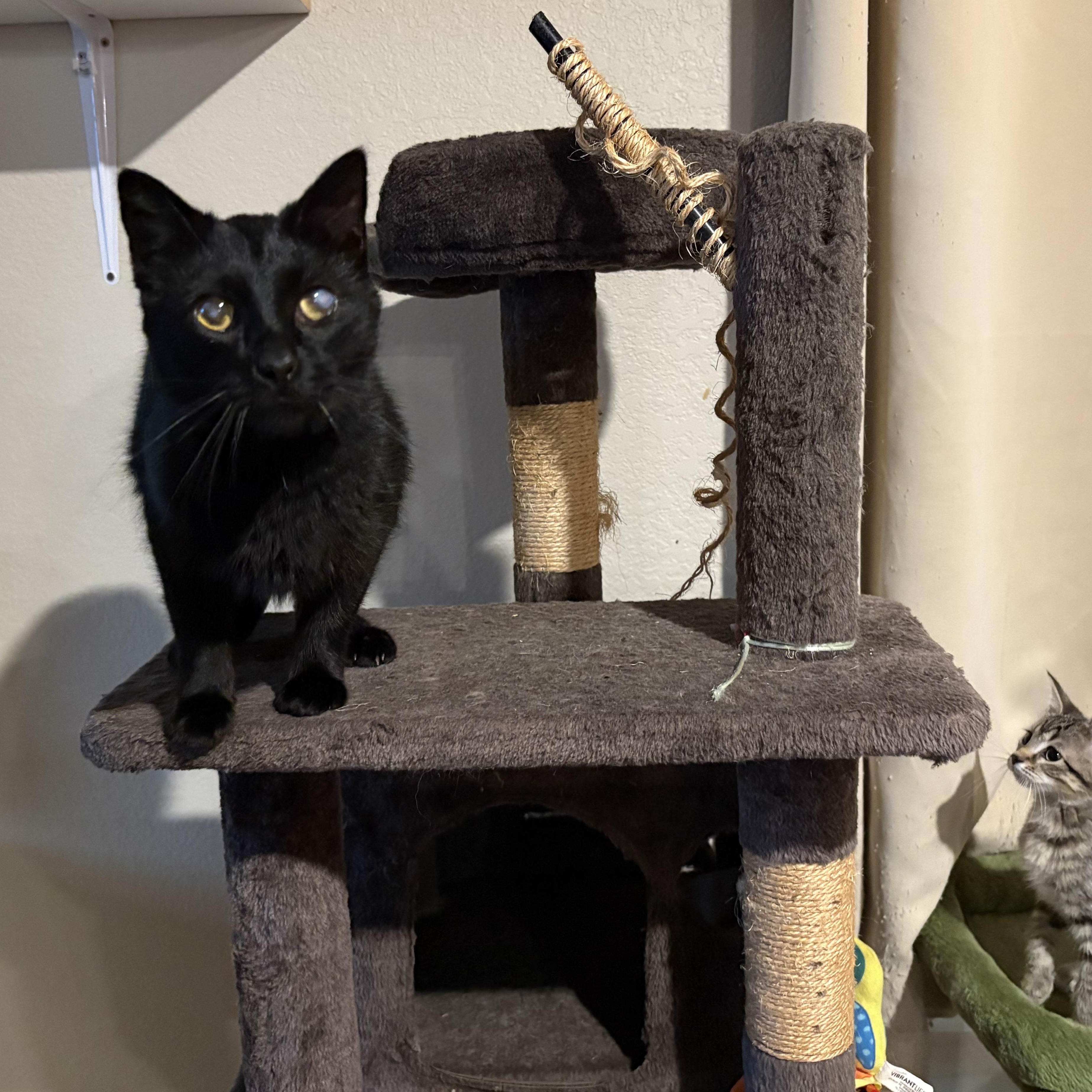 Max, a ADOPTABLE Domestic Short Hair in Colcord, OK image 6/6