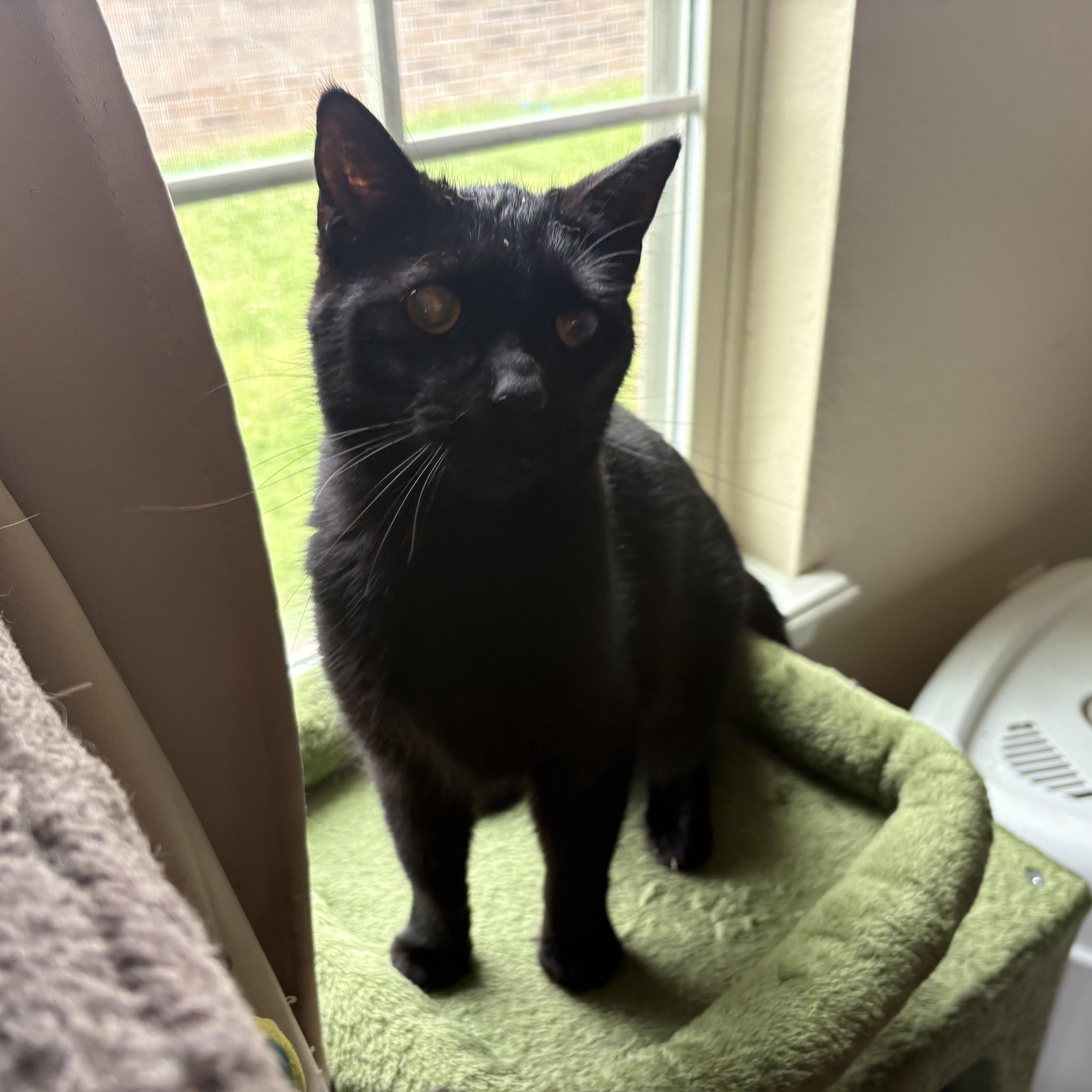 Max, a ADOPTABLE Domestic Short Hair in Colcord, OK image 5/6