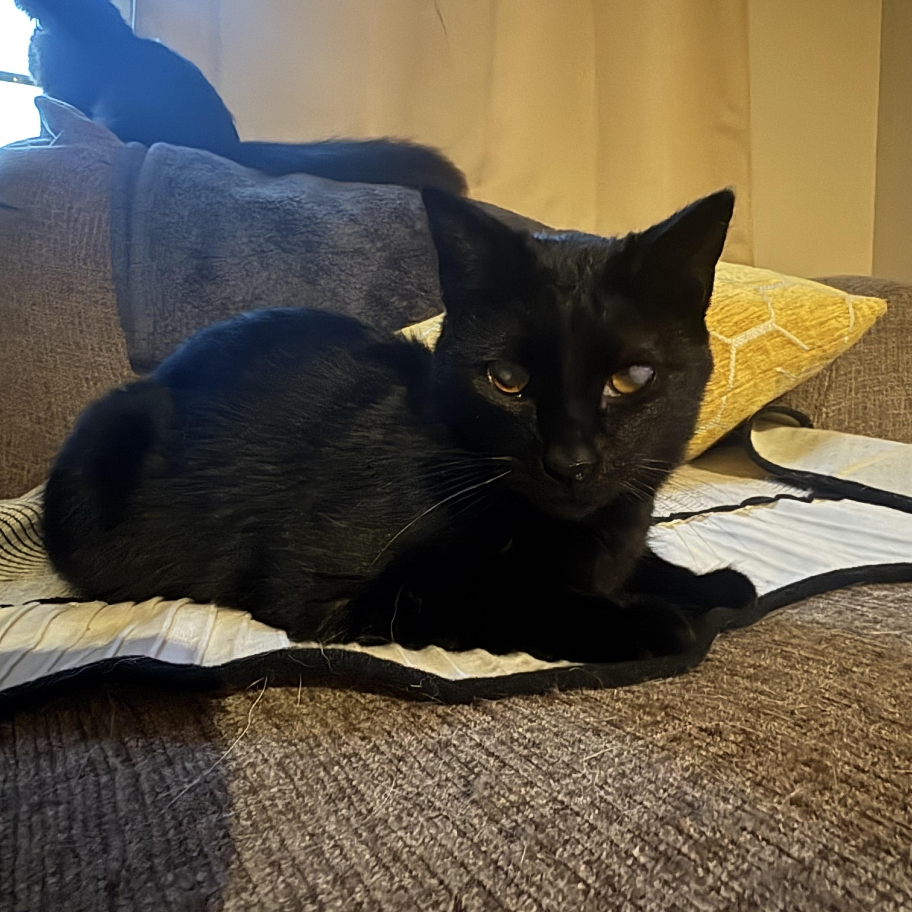 Max, a ADOPTABLE Domestic Short Hair in Colcord, OK image 4/6