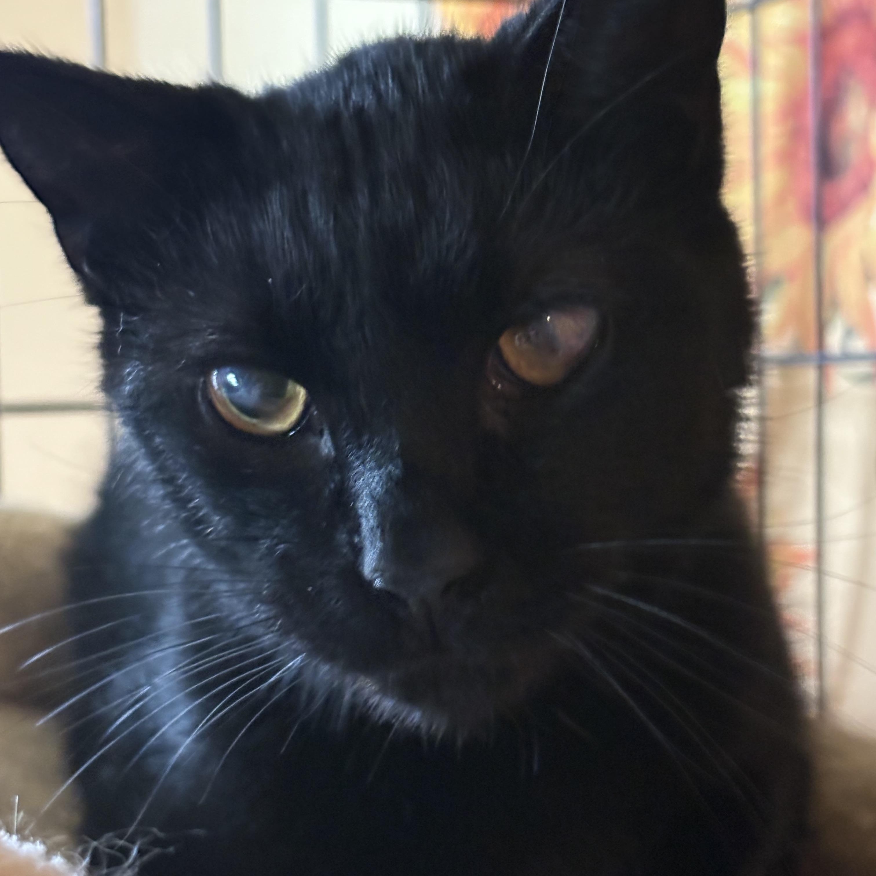 Max, ADOPTABLE, Adult Male Domestic Short Hair.