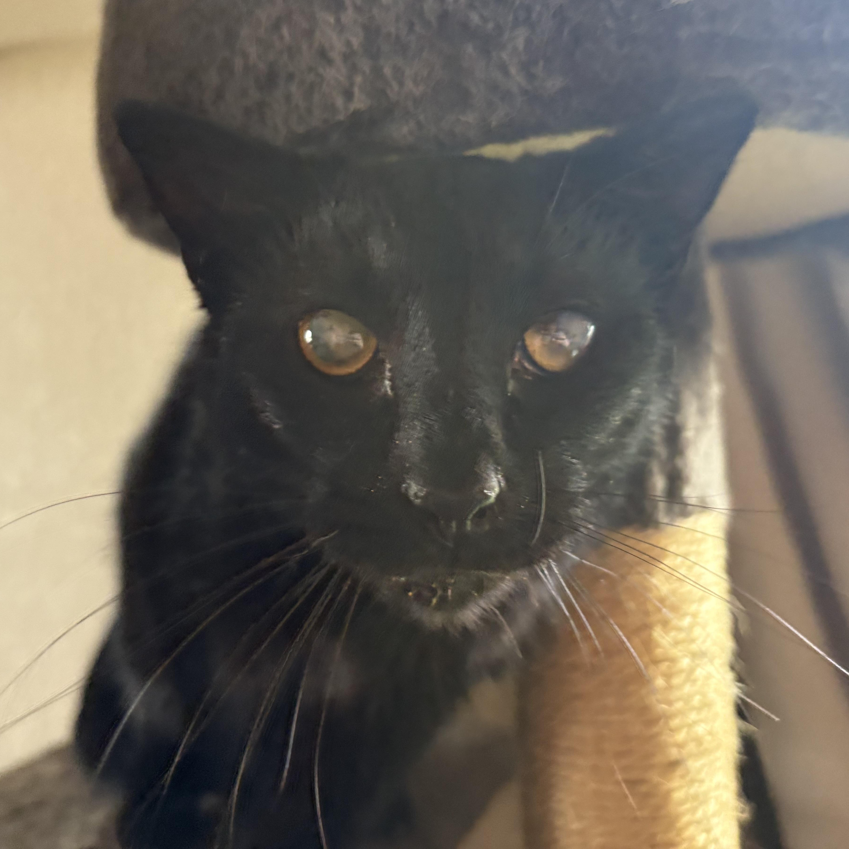 Max, a ADOPTABLE Domestic Short Hair in Colcord, OK image 3/6