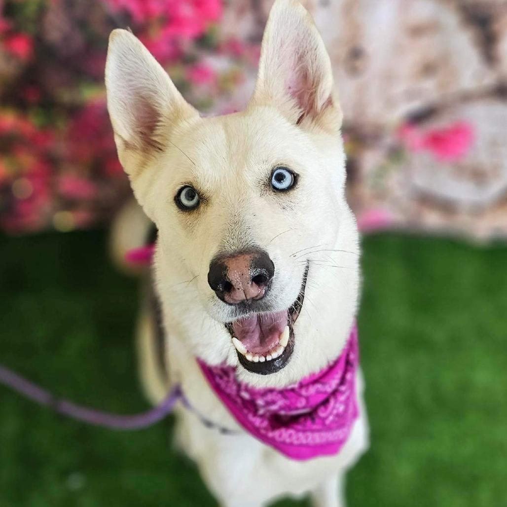 Pumpkin, Adoptable, Senior Female Husky & Shepherd.