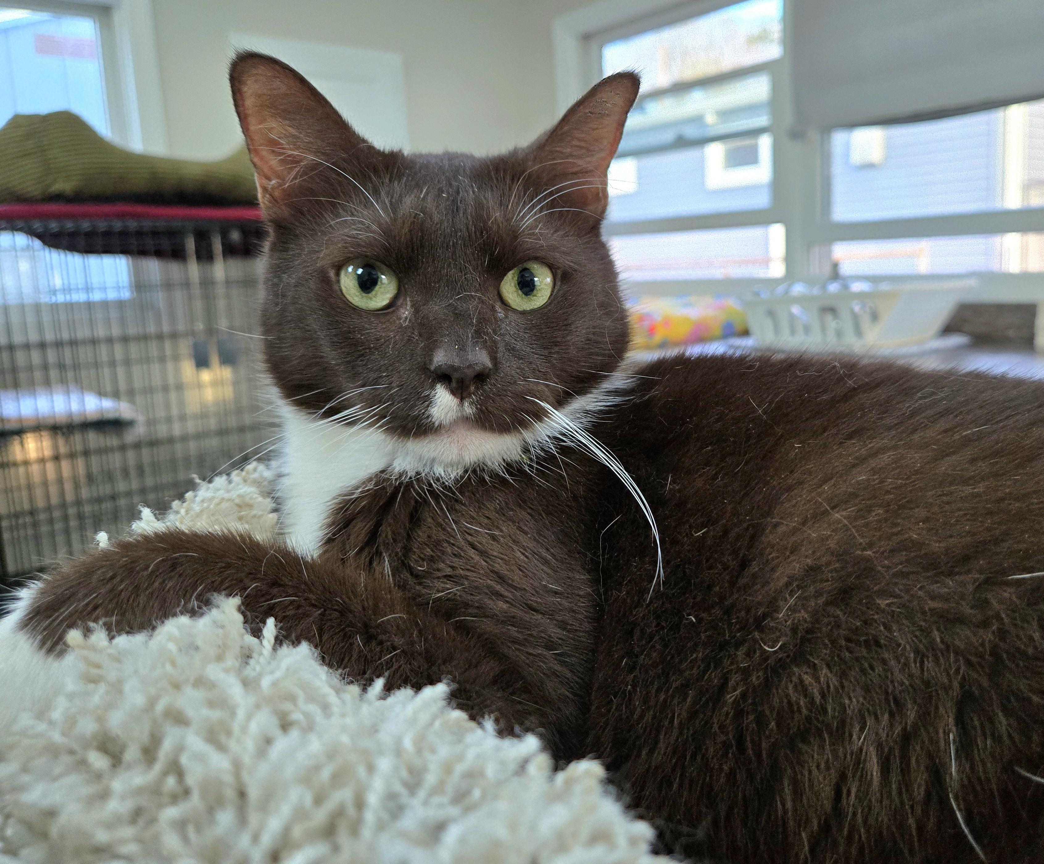 Enlarge MALCOLM, a Adoptable Domestic Short Hair in Hamilton, NJ image 1/5