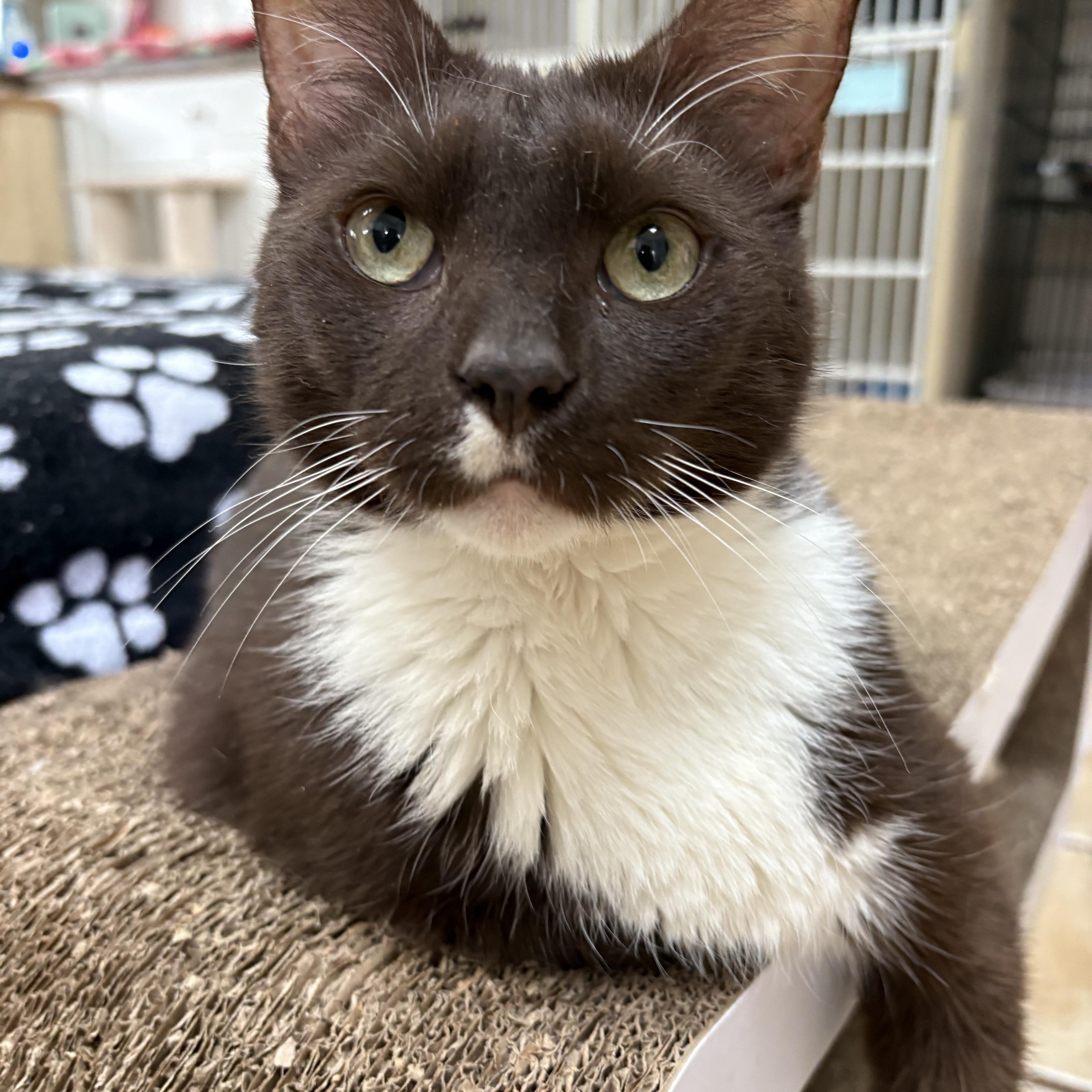 Enlarge MALCOLM, a Adoptable Domestic Short Hair in Hamilton, NJ image 3/5